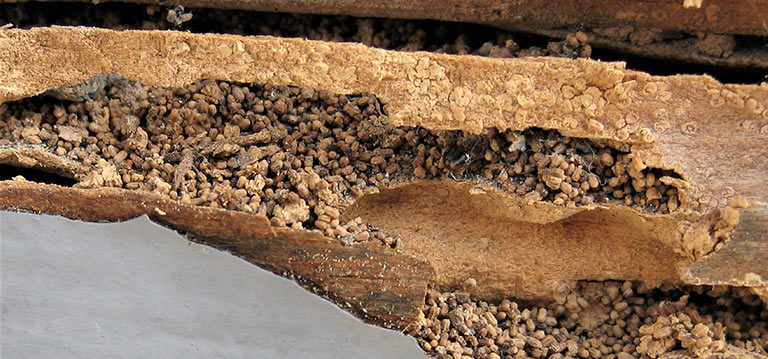 Rentokil Initial da las claves para acabar con las "termitas de madera seca"