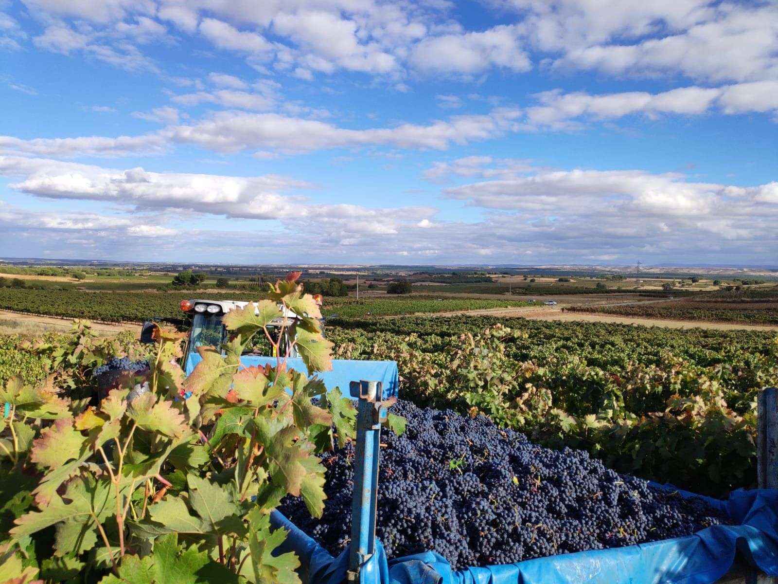 Termina en Bodegas Vilano una de las vendimias más excepcionales de los últimos tiempos