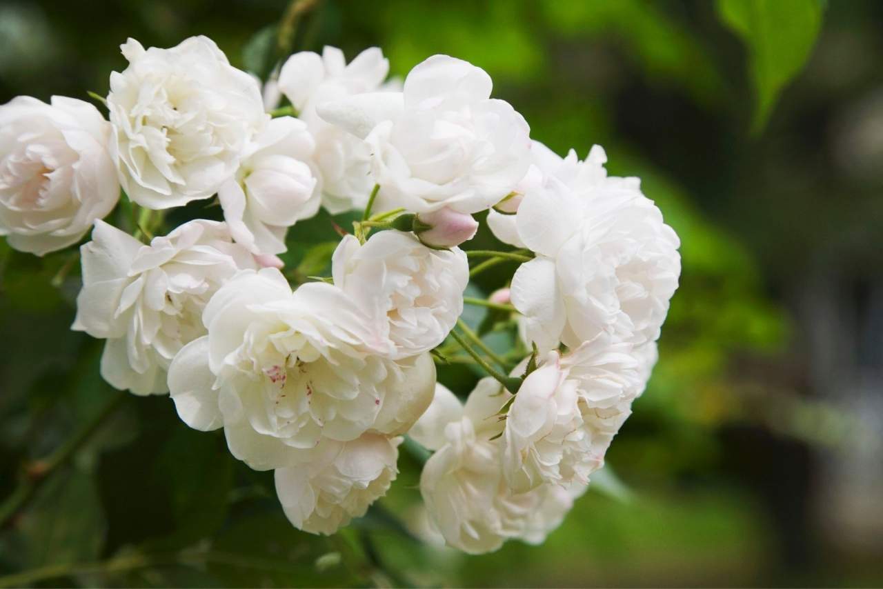 Enviar flores en Madrid