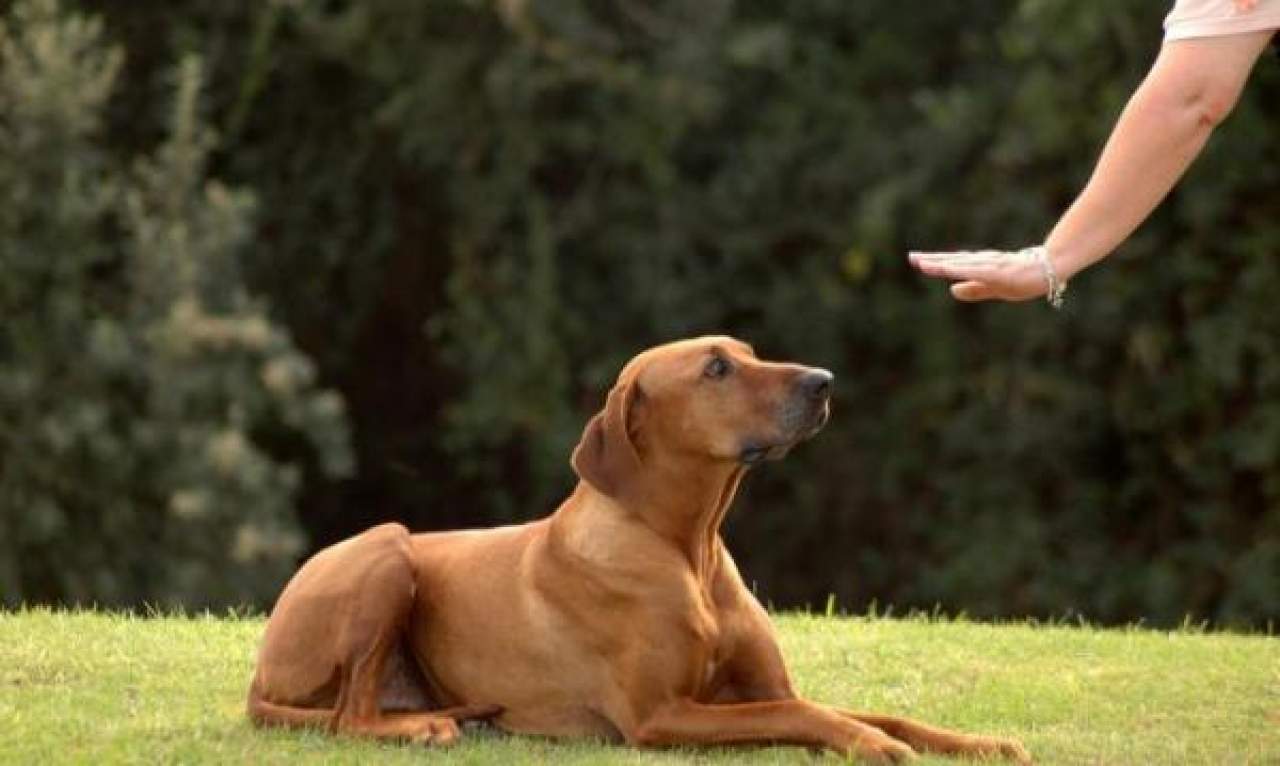 Adiestramiento para perros en Toledo