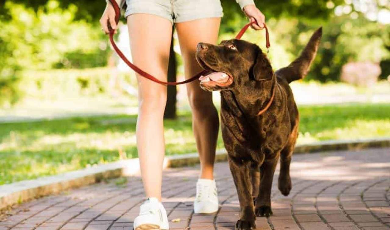 ¿Qué hacer cuando mi perro tira de la correa?