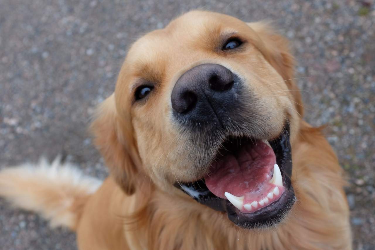 El cuidado del amigo del hombre: hepato chem, ¿qué es? por Clínica Veterinaria El Estrecho