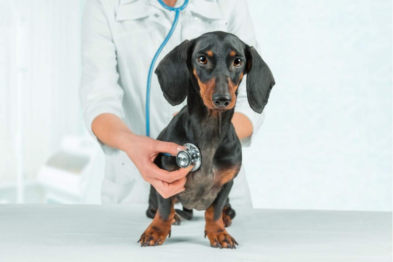 Veterinario en Algeciras de urgencia