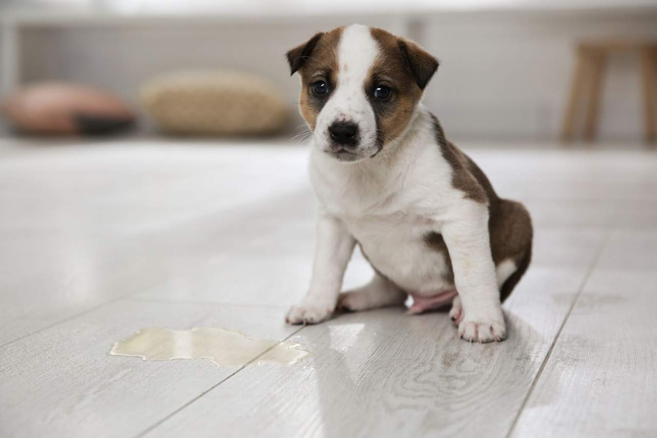 Binomium: Adiestramiento de cachorros en Zaragoza