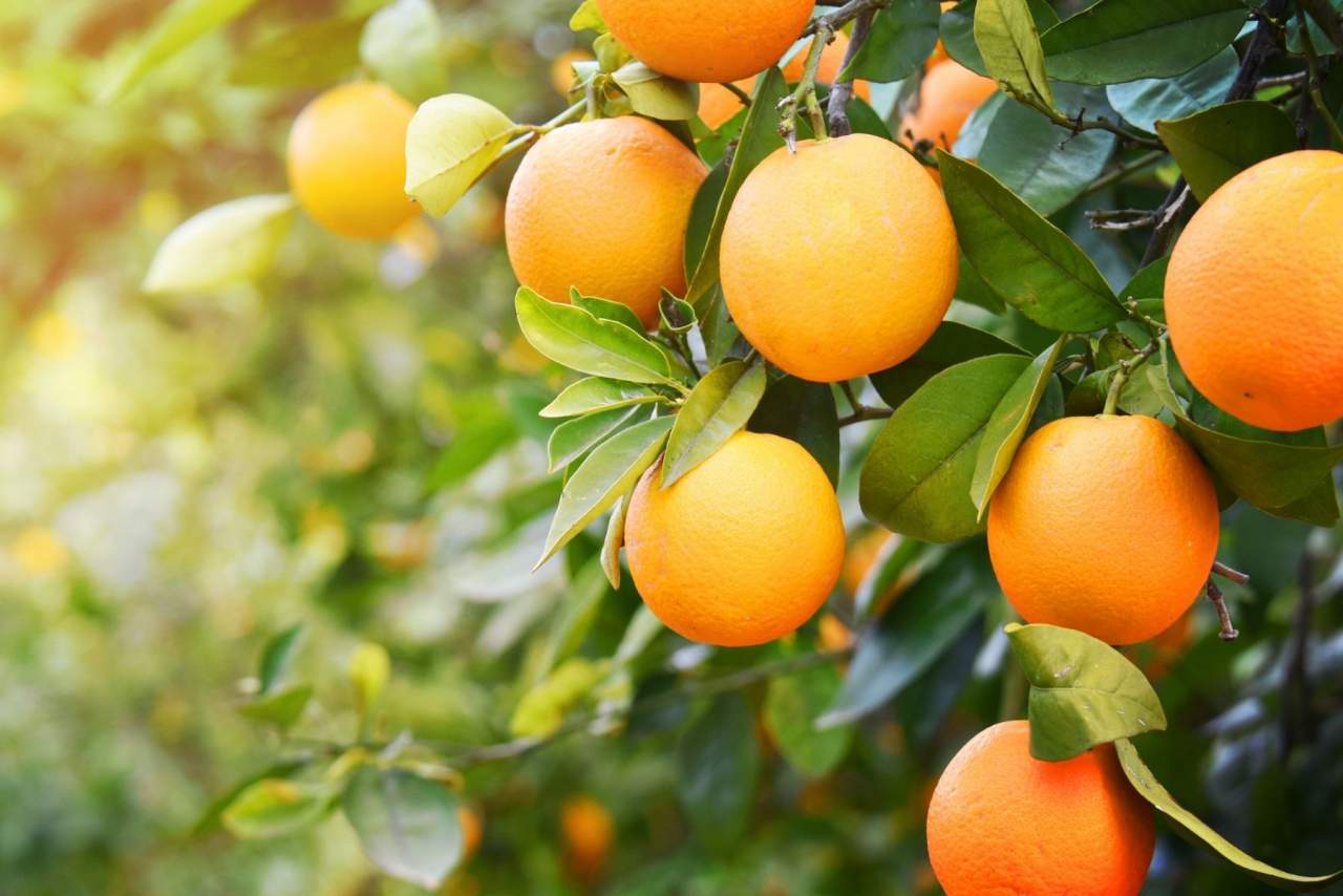 Comprar naranjas online de Valencia de HortdePepe
