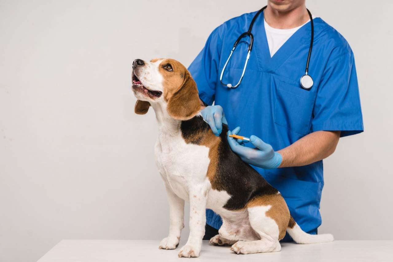 ¿Cómo ayuda el Software veterinario Petclinic en el día a día de las clínicas?