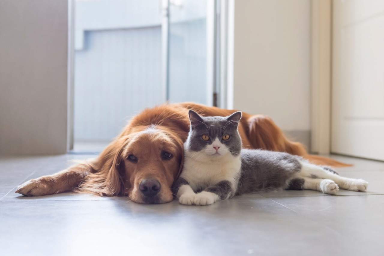 Aumentan las visitas veterinarias en Algeciras según Clínica Veterinaria El Estrecho
