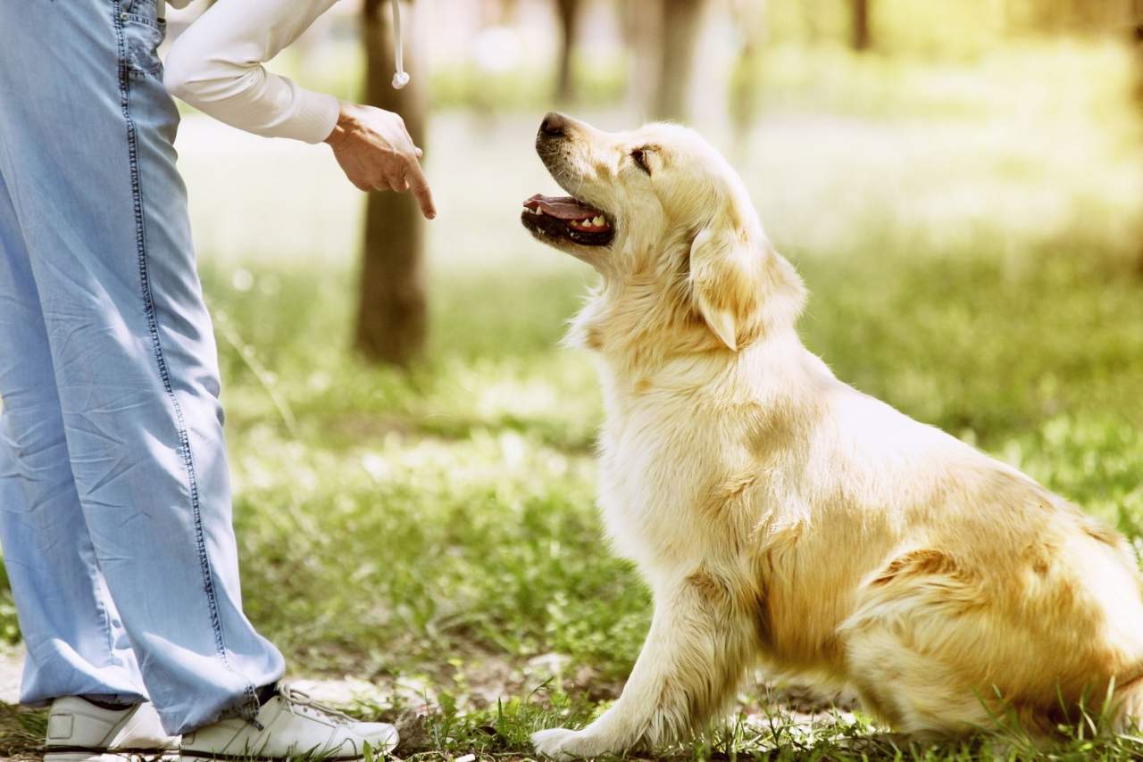 Binomium es el adiestrador de perros en Zaragoza
