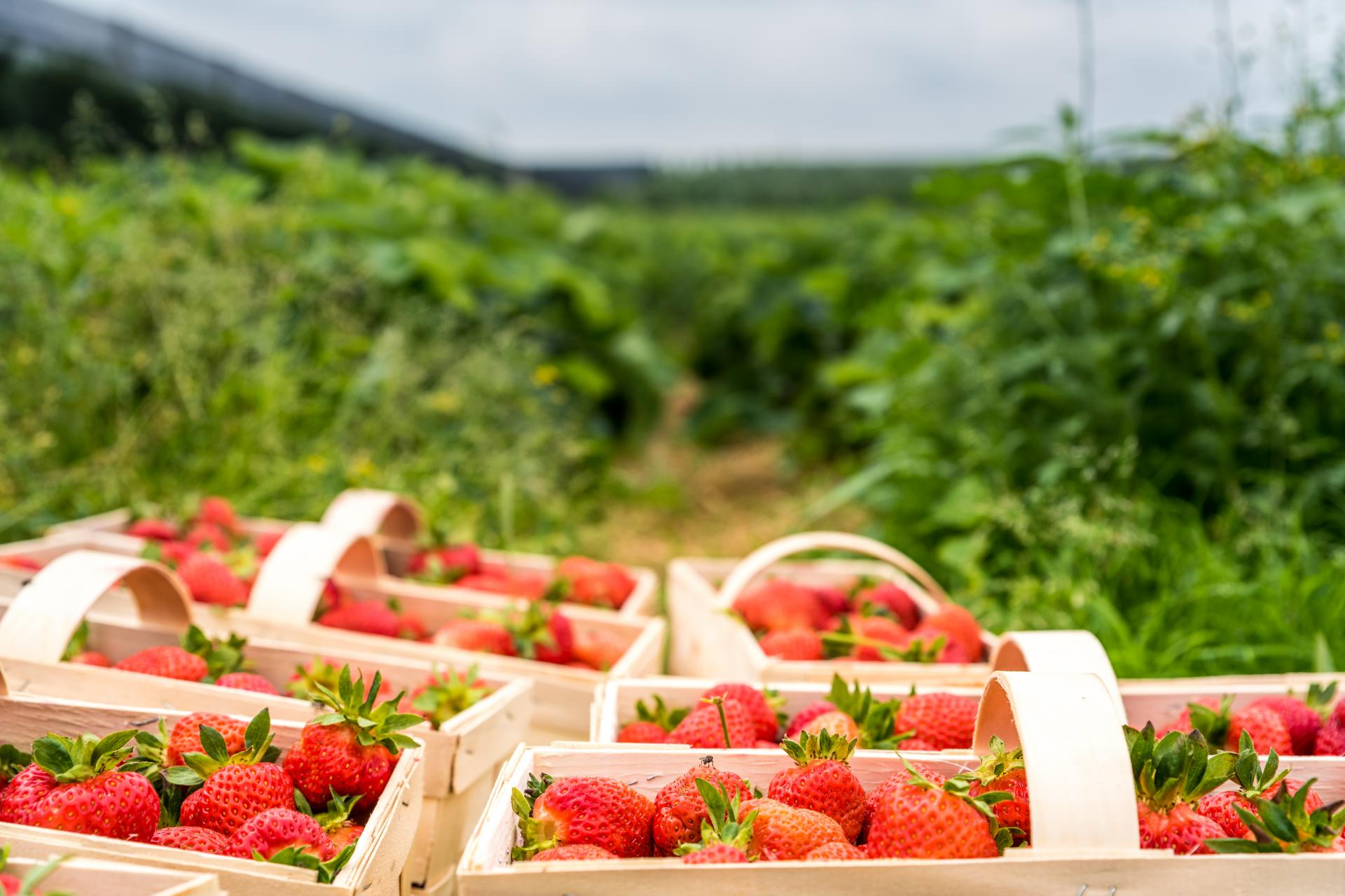 EcoSarga, la empresa que permite obtener verdura directamente del agricultor