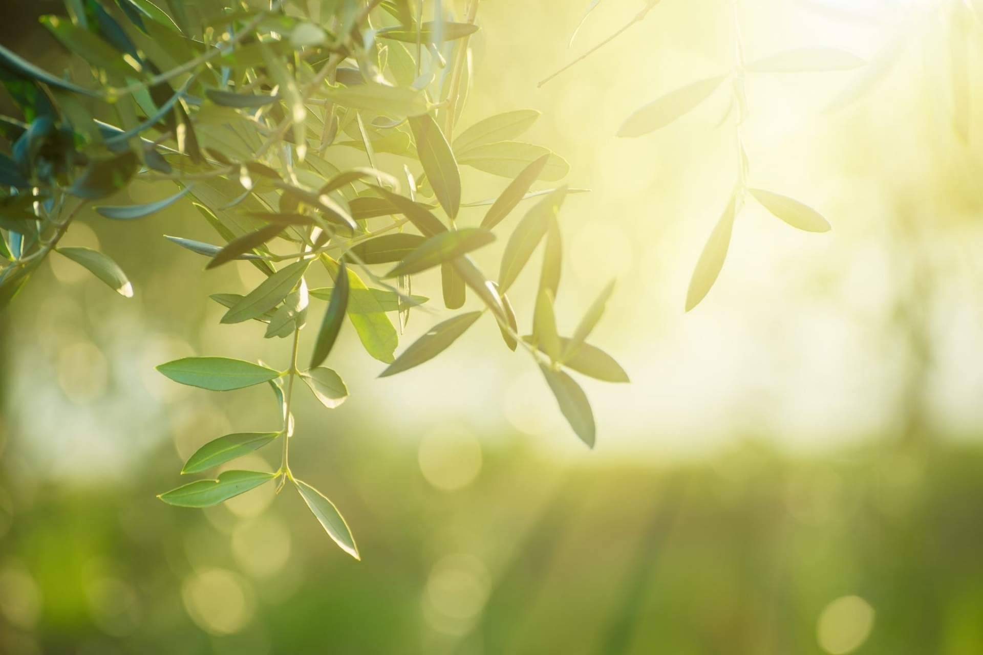 ILOS Natural Luxury Cosmetics apuesta por el cuidado del rostro y el medioambiente