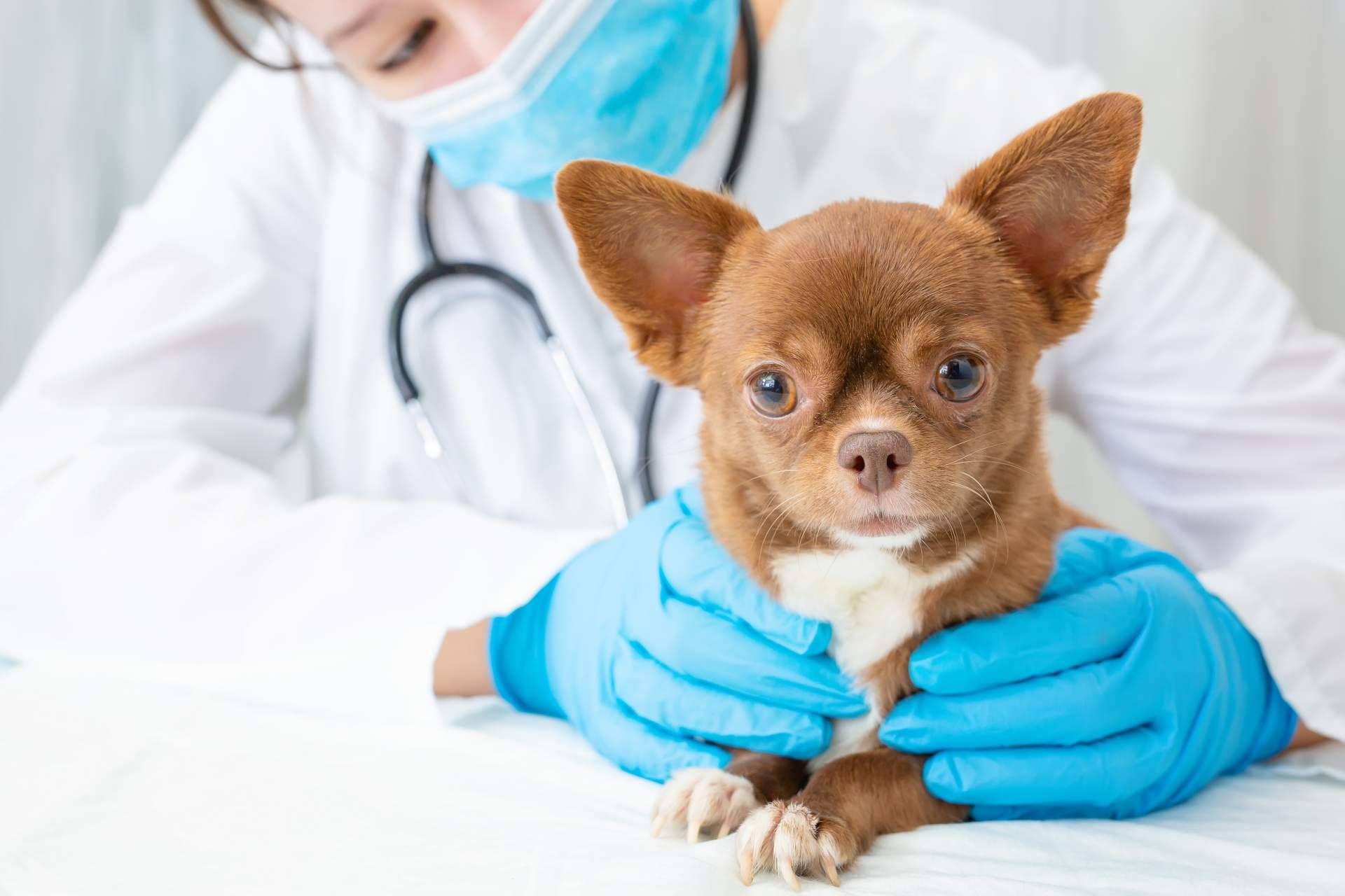 El Estrecho Clínica Veterinaria destaca entre las clínicas veterinarias en Algeciras mejor valoradas
