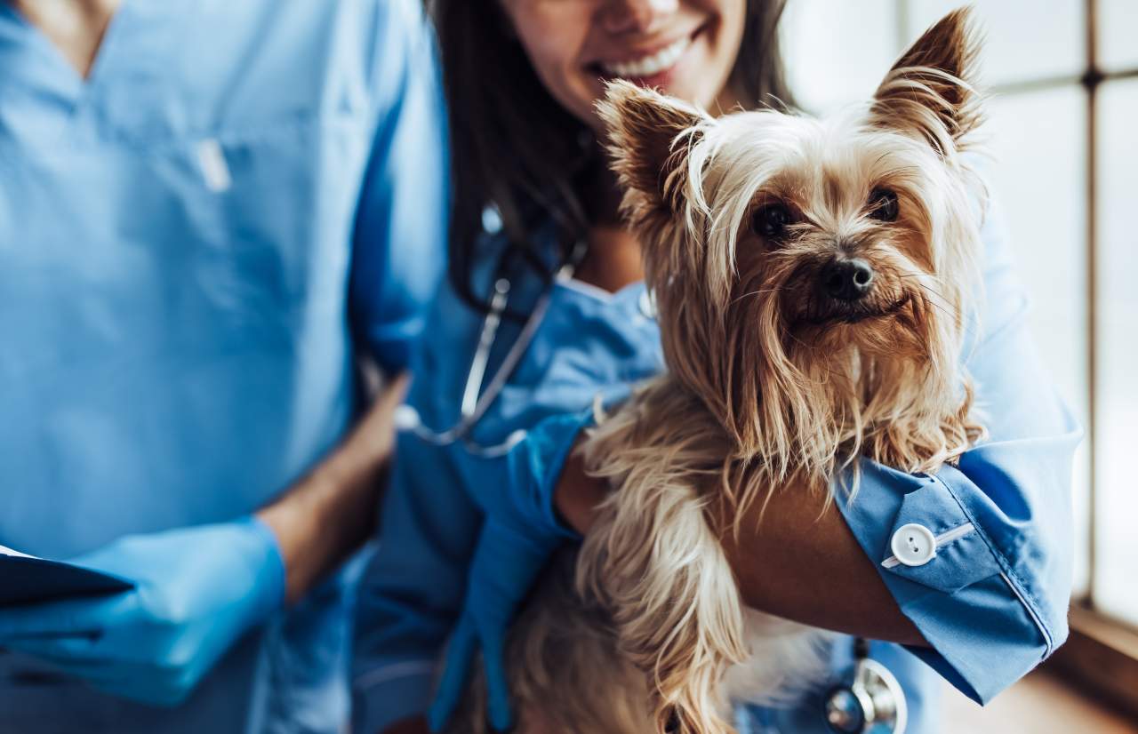 Clínica Veterinaria El Estrecho explica en qué consiste la ozonoterapia