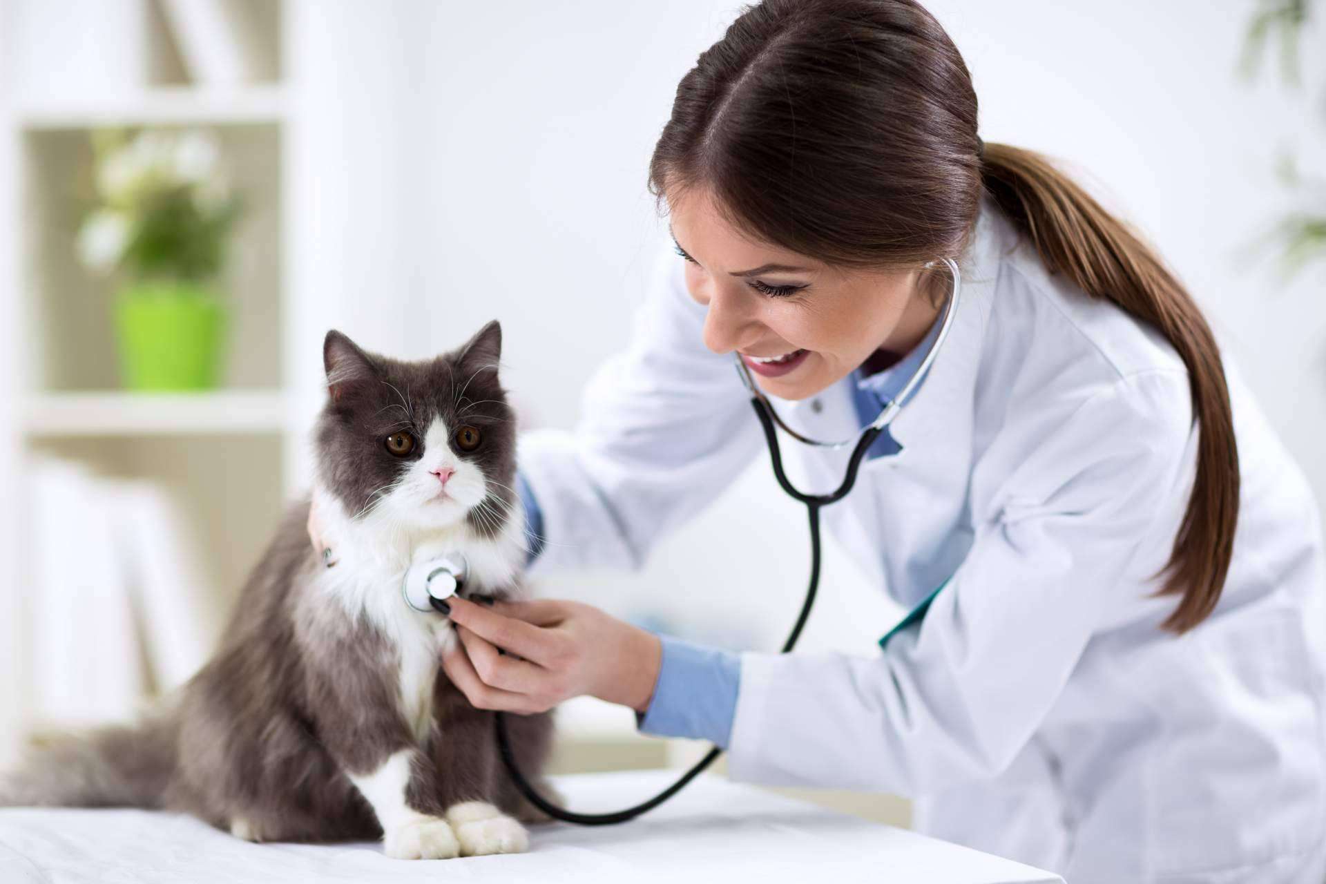 ¿Qué ofrece el Curso Auxiliar Técnico de Veterinaria de Tecni Estudio?