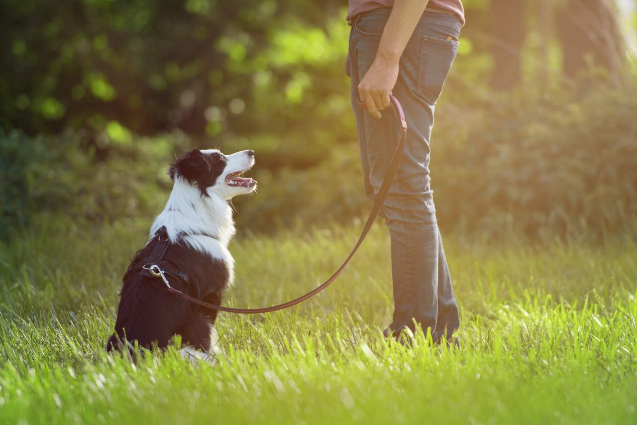 ¿En qué consiste adiestrar perro trufero en España? según los profesionales de Binomium