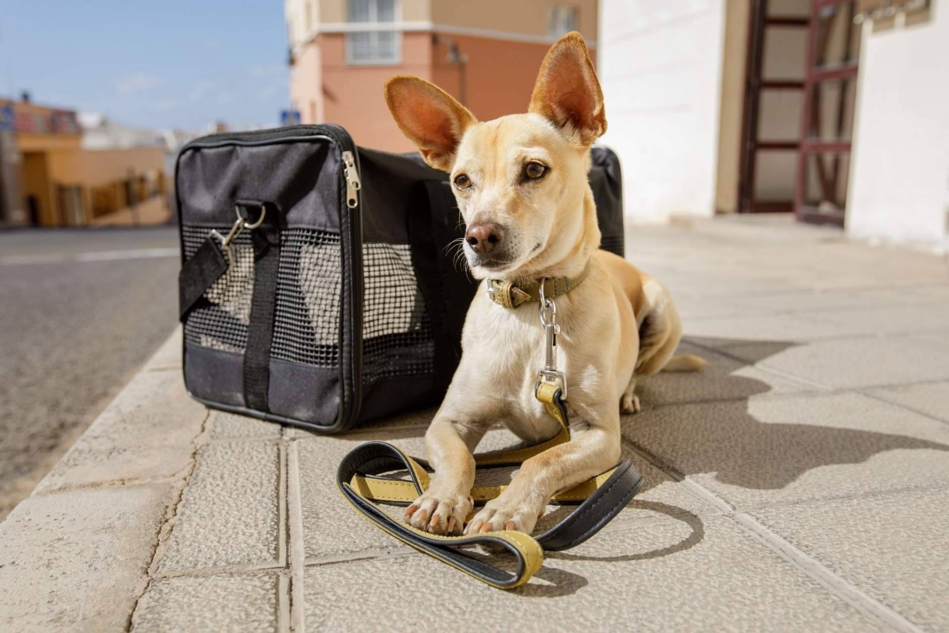 Animalzone ofrece múltiples productos que promueven que las vacaciones y las mascotas no sean incompatibles