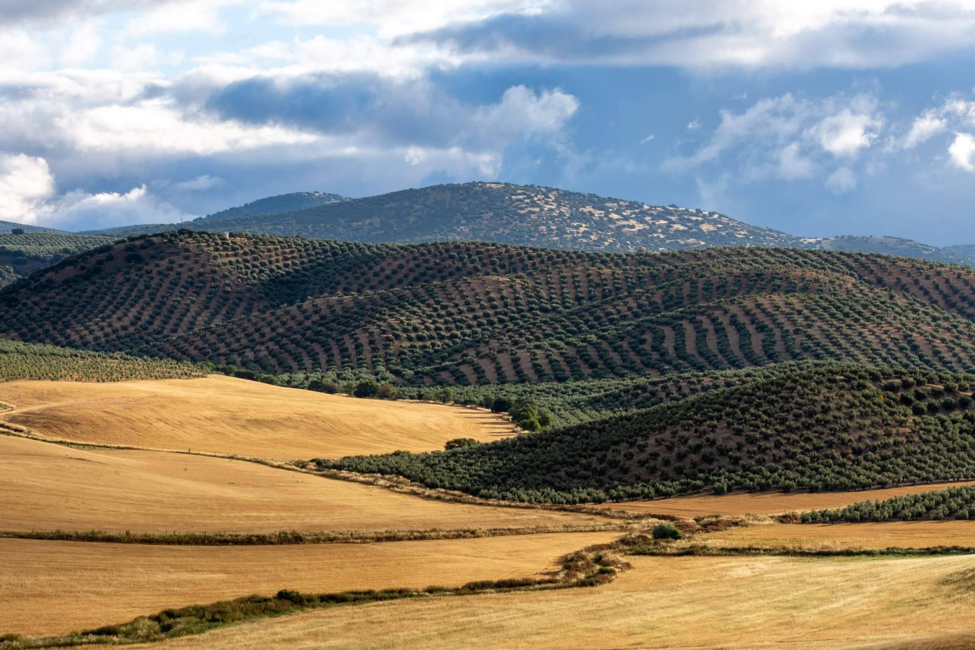 Celebrar todo tipo de eventos en la ganadería La Manchega, la finca propiedad de la empresa Royal Mediter
