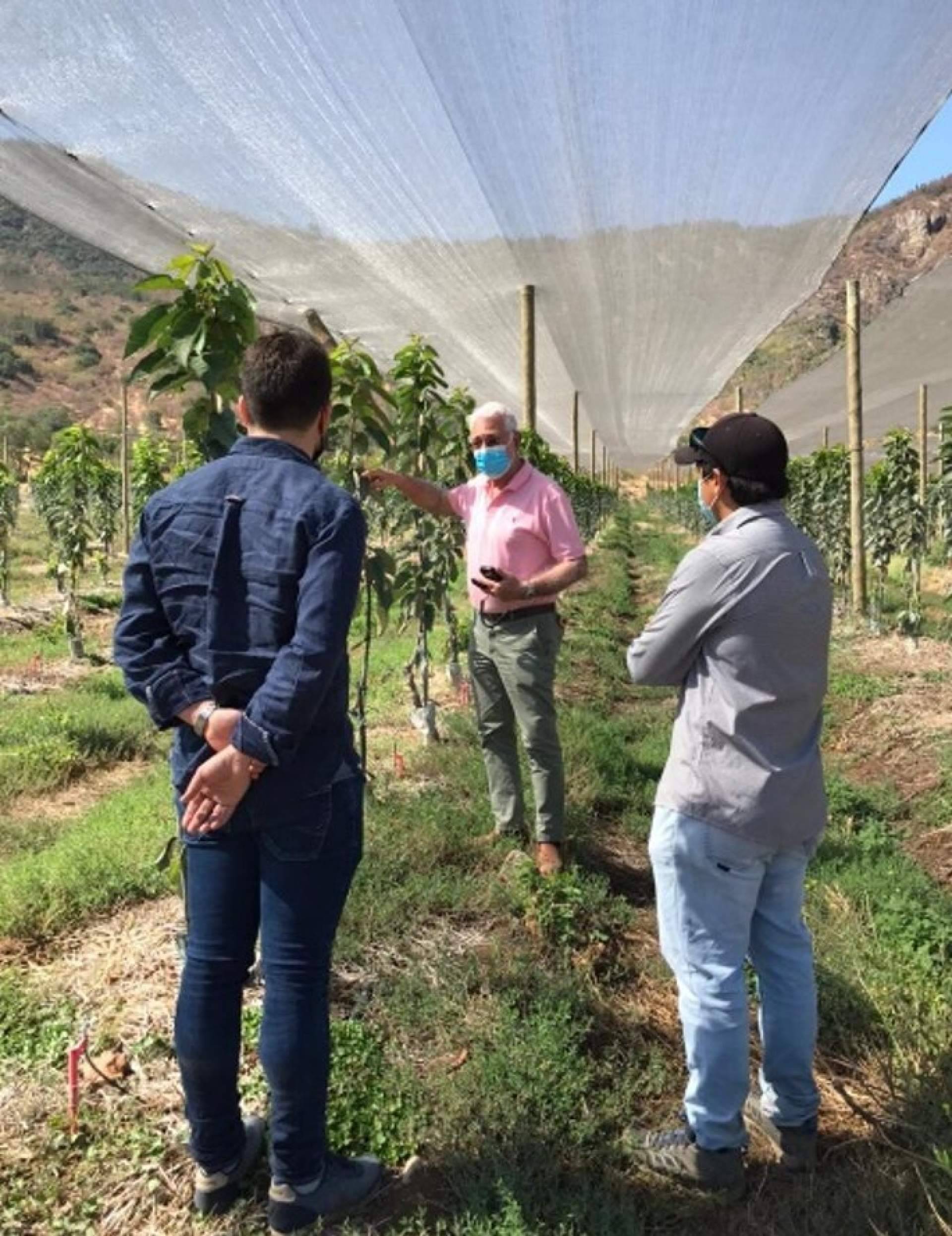 Mejorar la calidad de los cultivos gracias a la malla termodifusora con partículas de aluminio de AGRALIA