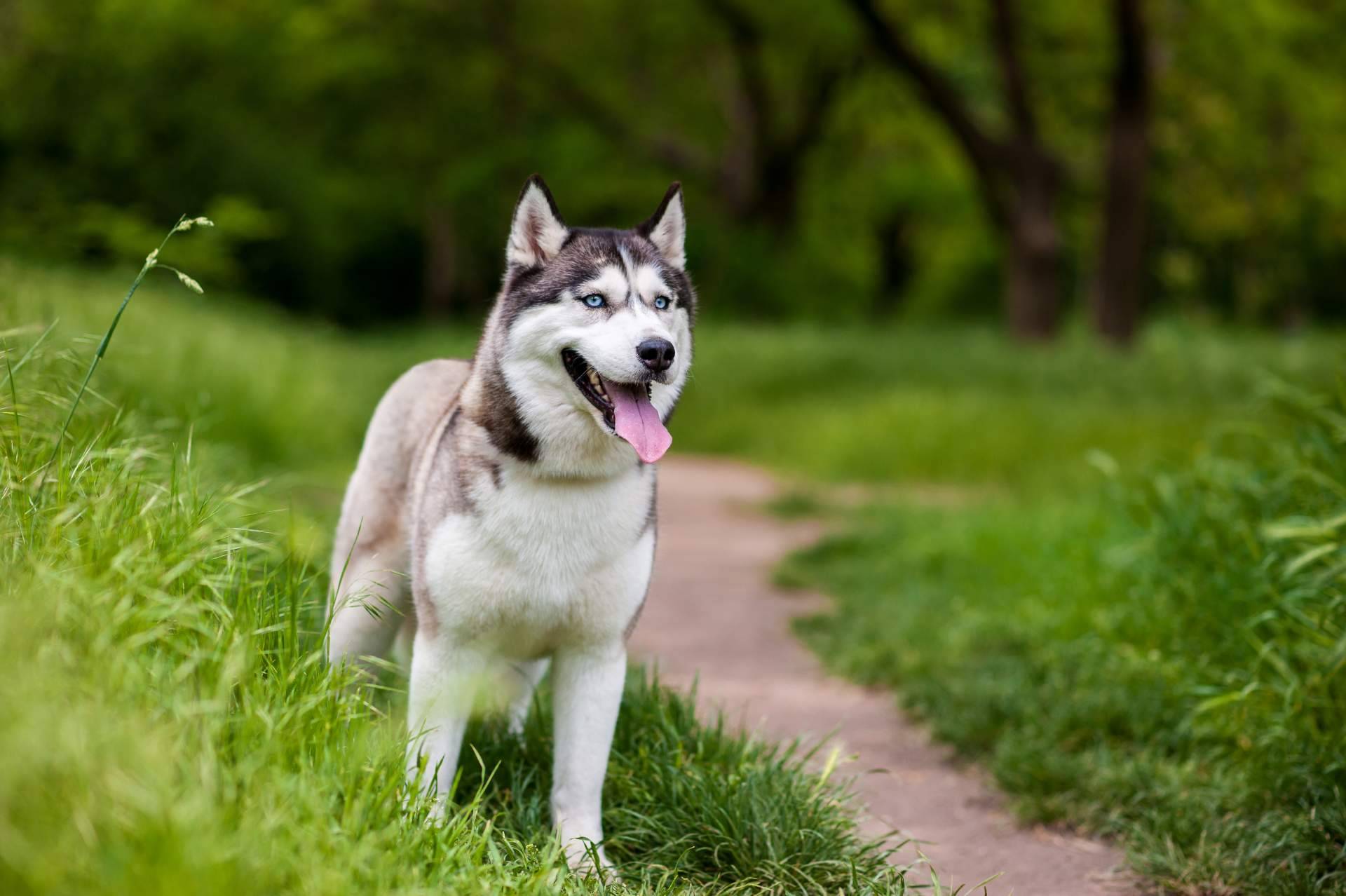 ¿Qué come realmente un perro? Wolves Legacy