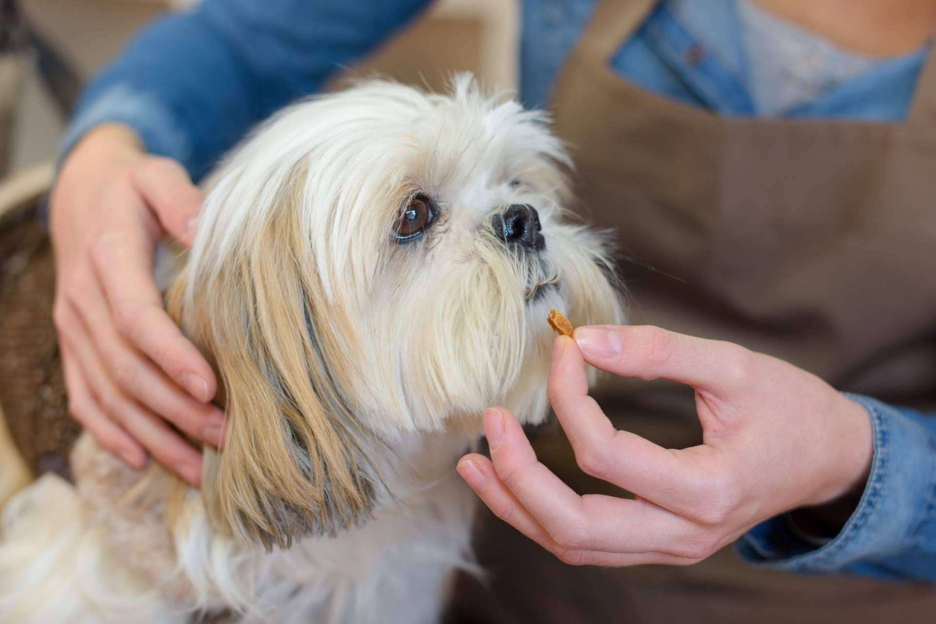 Mediterranean Superfoods: suplementos para mascotas