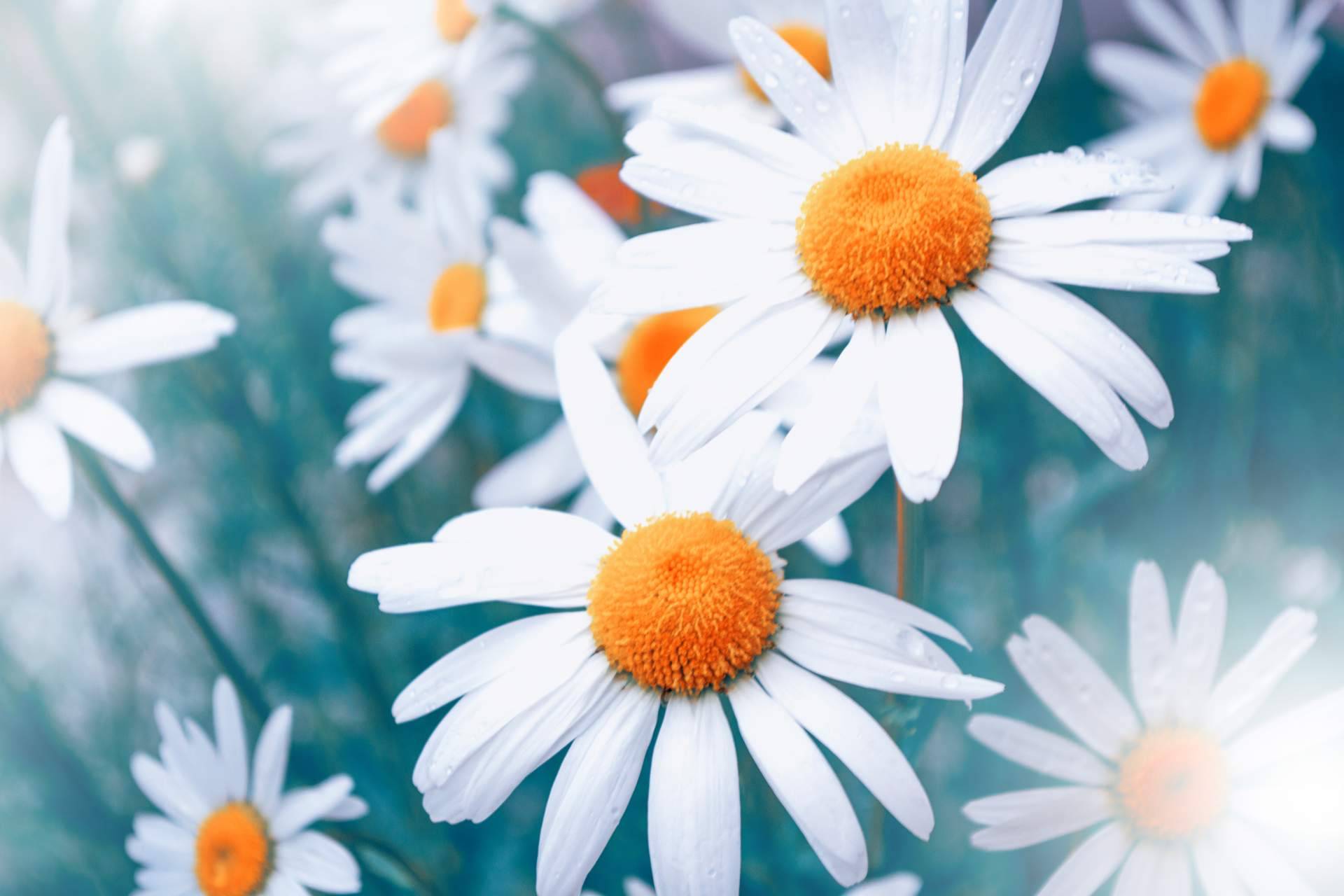 Beneficios para piel, pelo y salud en la entre estación fin de verano antes de otoño: Laboratorios Géomer