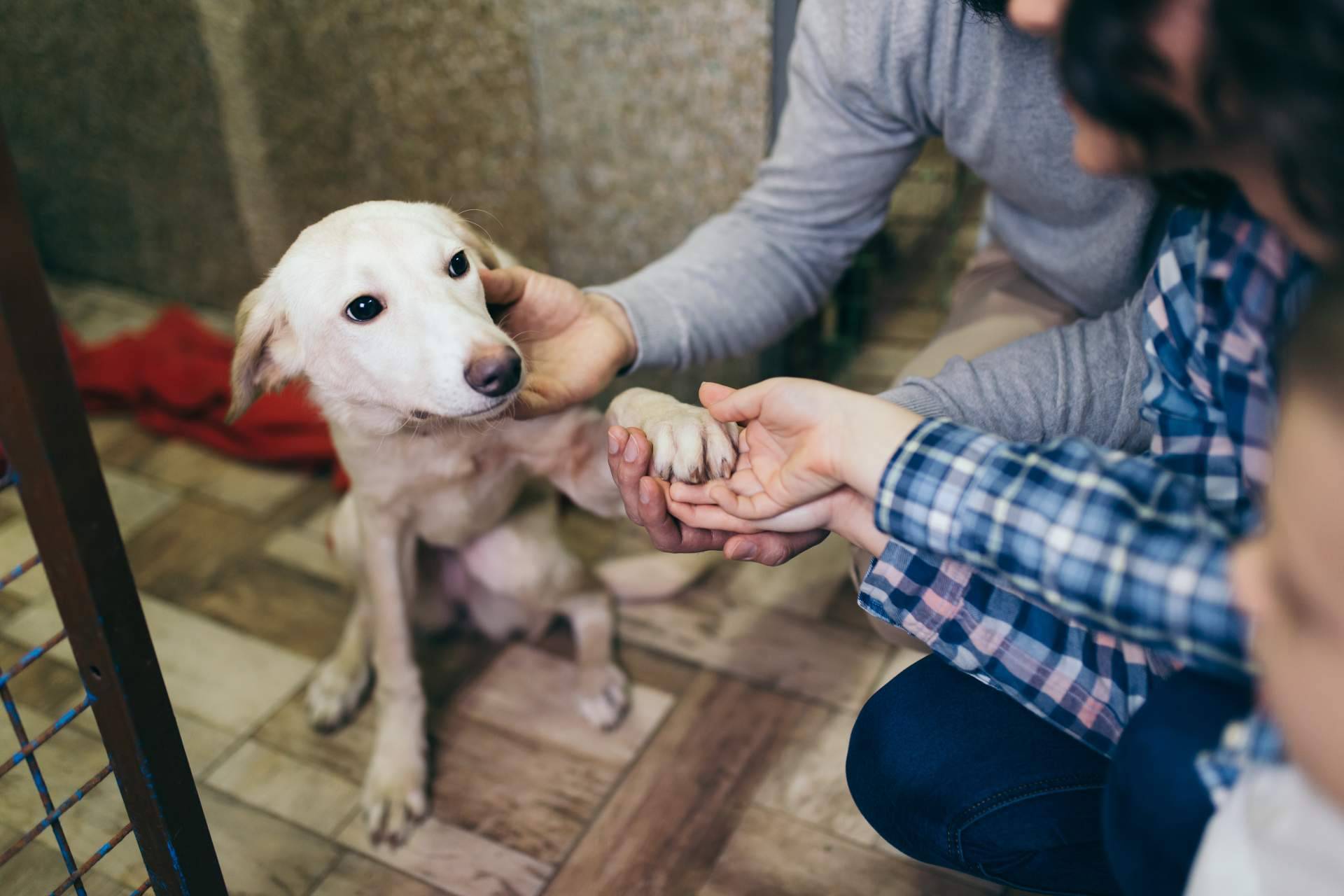 Adopta un Animal,  el proyecto para ayudar a protectoras y asociaciones de animales en Madrid