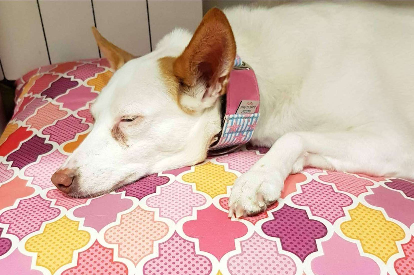 Patitas Barcelona: las camas para mascotas