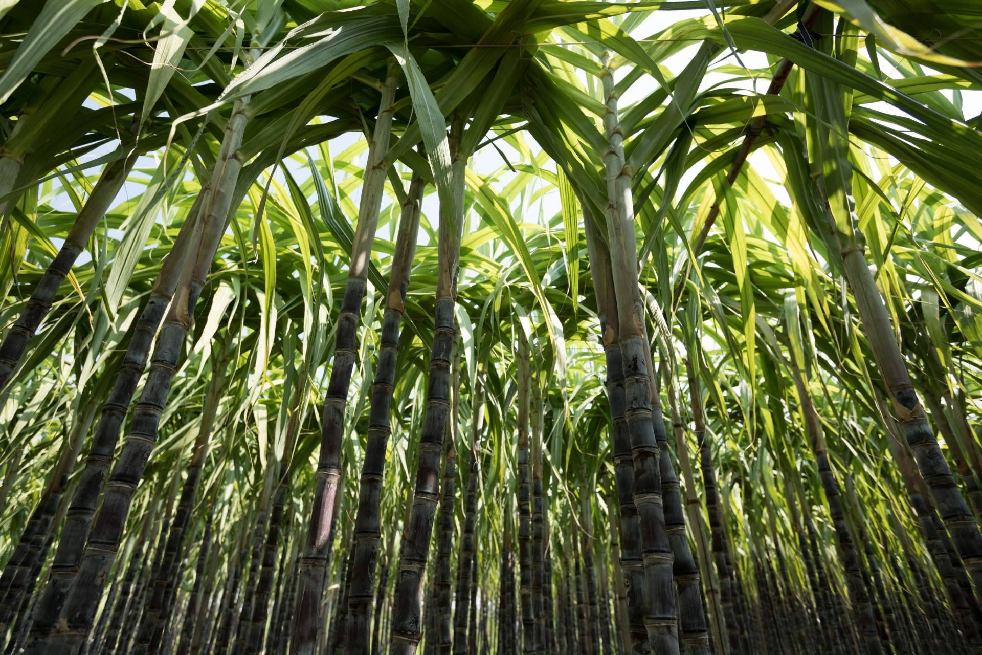 La revolución del packaging sostenible que fomenta el respeto hacia el medioambiente lleva el nombre de CAÑAPACK