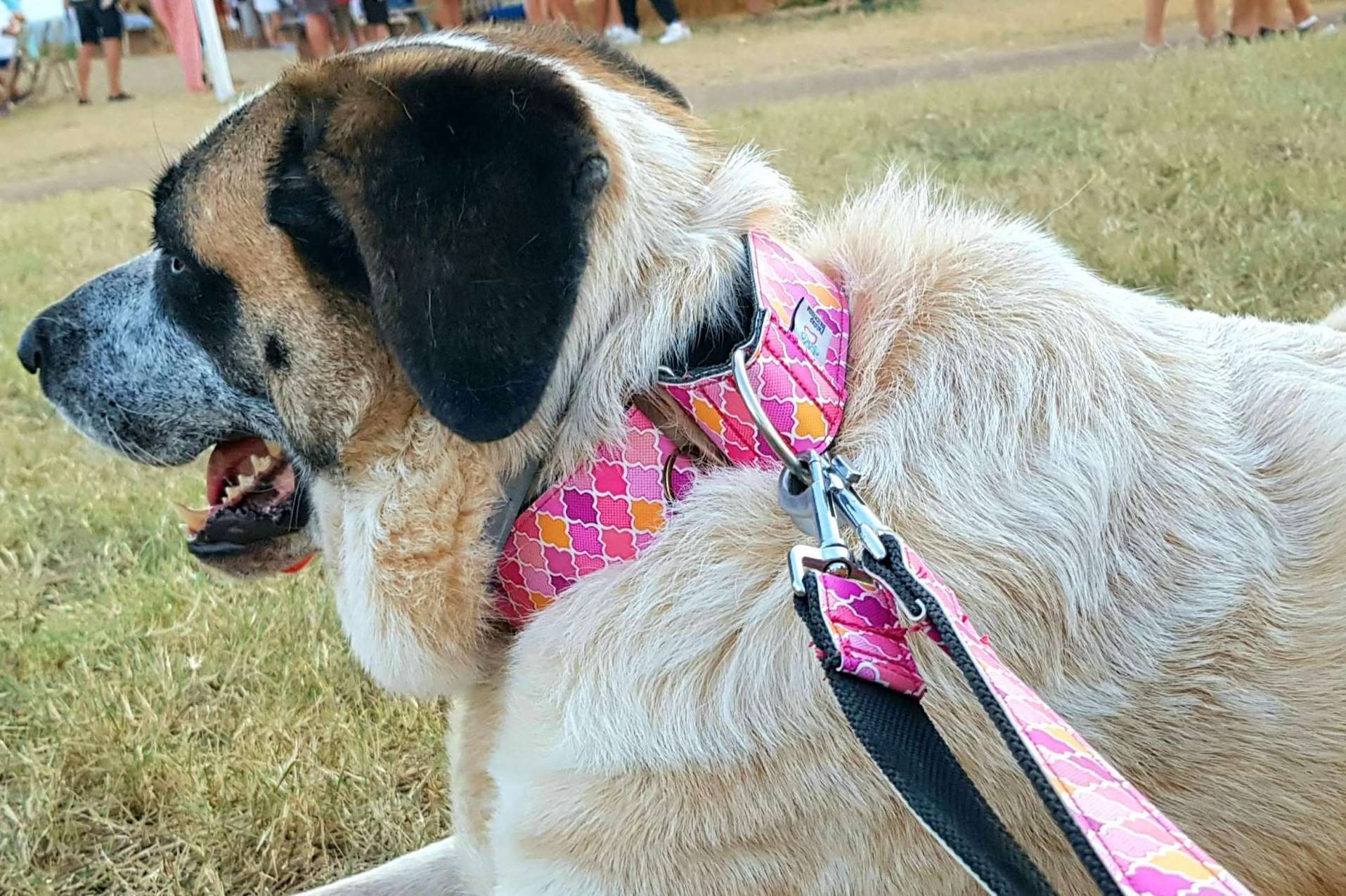 ¿Dónde encontrar una correa doble multi-posición perfecta para hacer deporte con la mascota?, por Patitas Barcelona