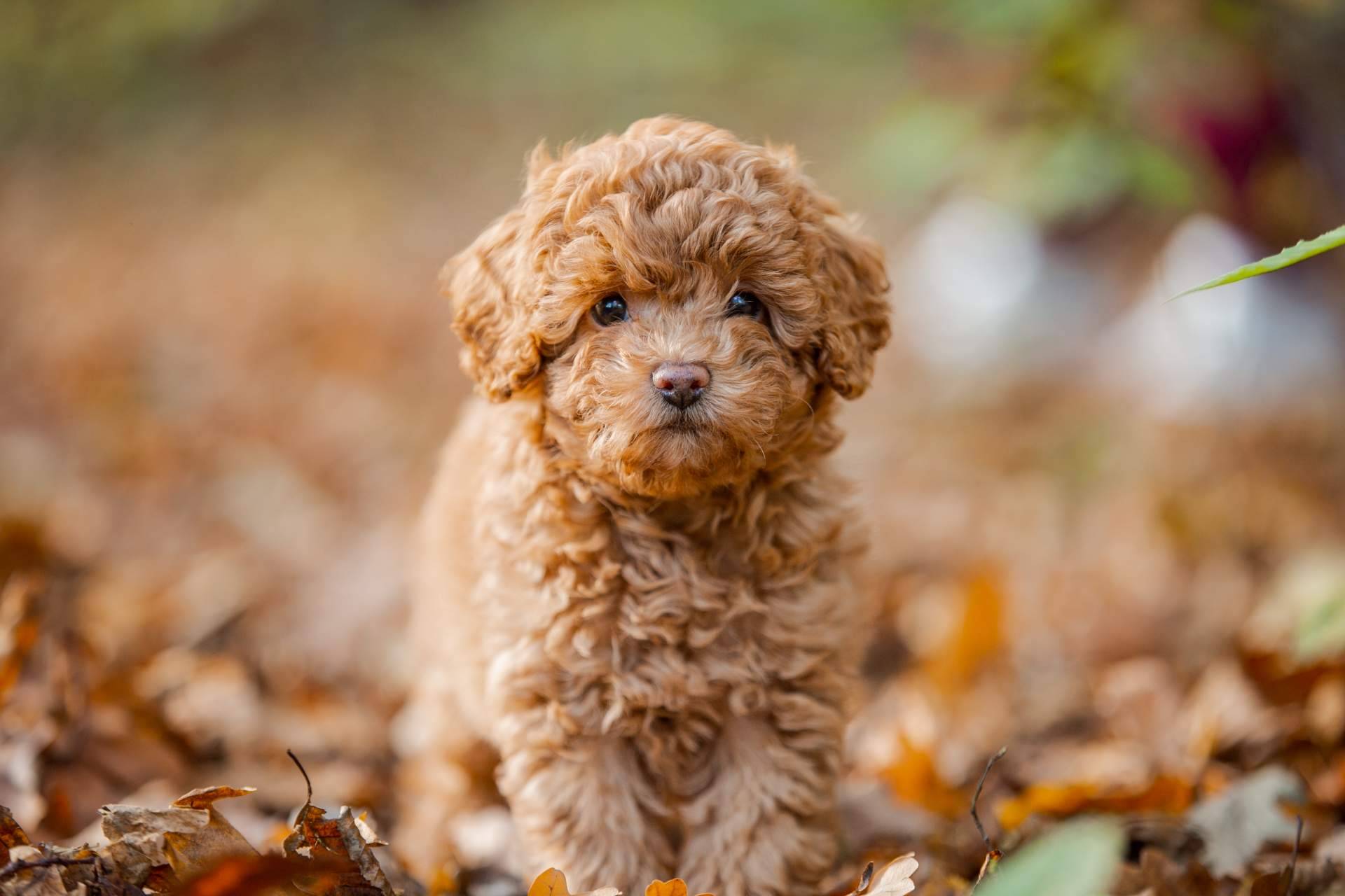 Adquirir cachorros de diferentes razas en 101 Cachorros