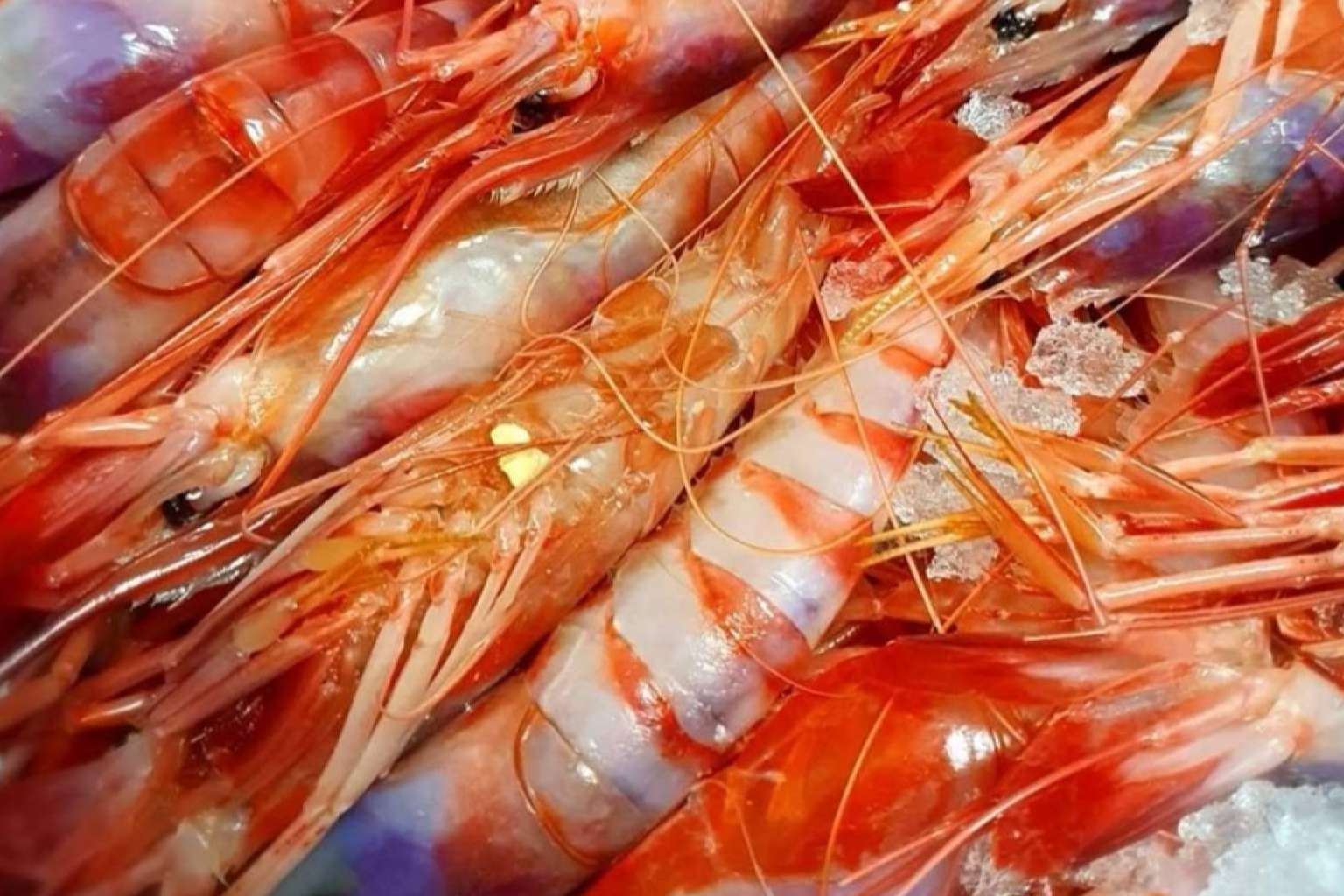 Comprarpescadoonline.es permite organizar y adelantar las compras de mariscos y pescados para la Navidad