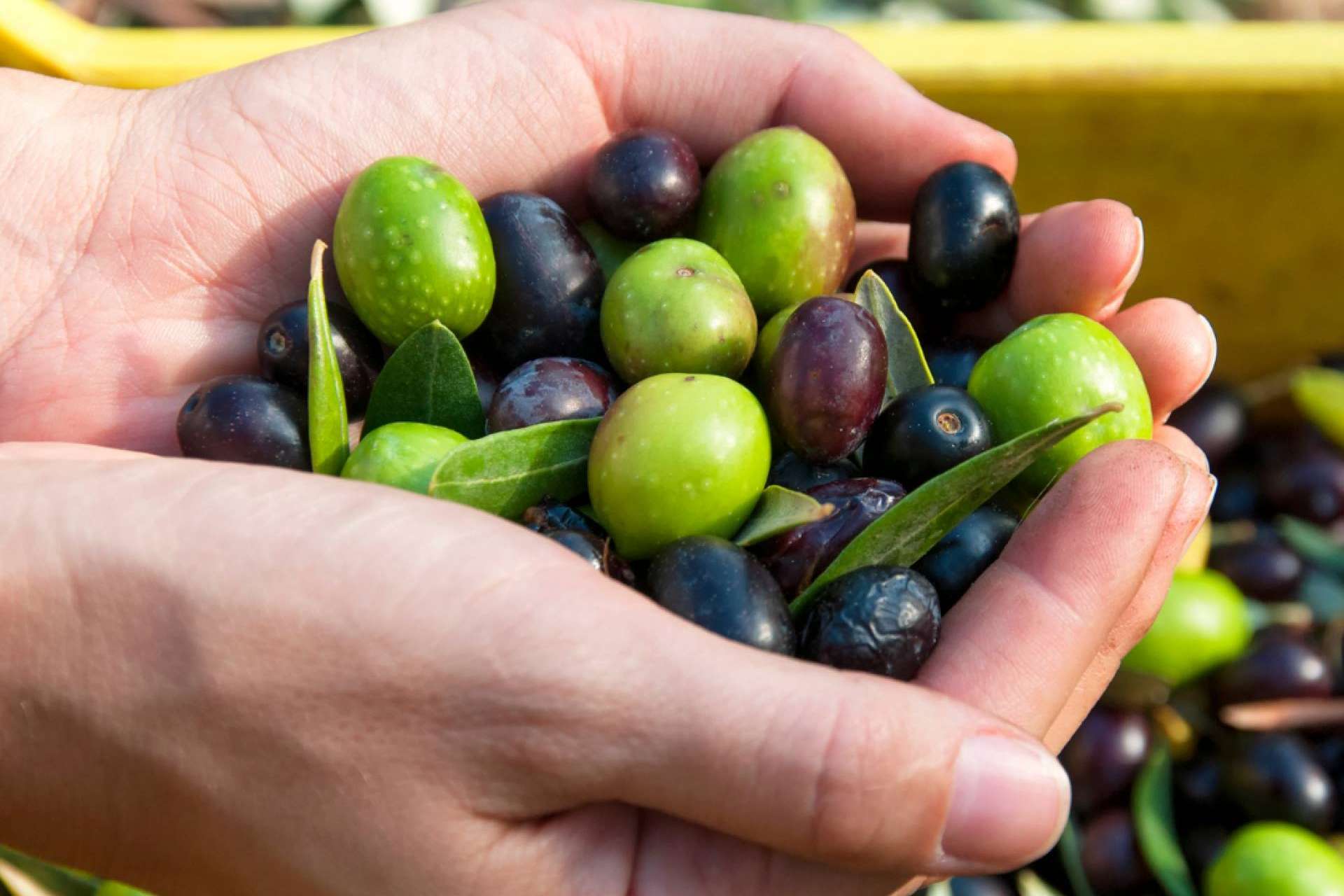 La cooperativa olivarera Olipaterna, con más de 50 años de trayectoria, vende su aceite de oliva, un producto de calidad