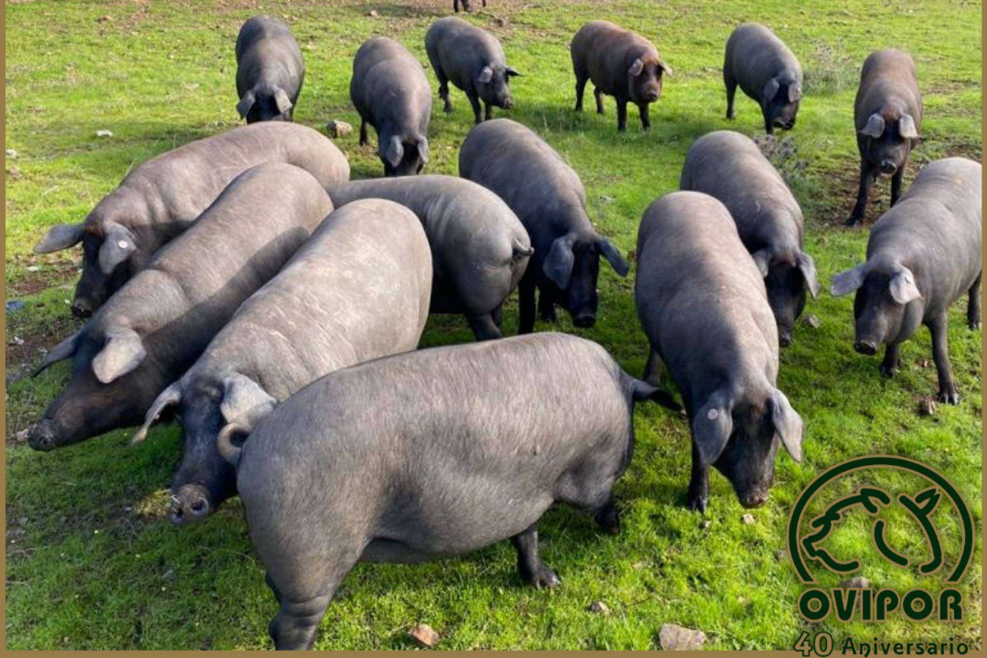 Ovipor S.C.A., la cooperativa onubense con 40 años de experiencia en la producción ganadera y comercialización de productos ibéricos