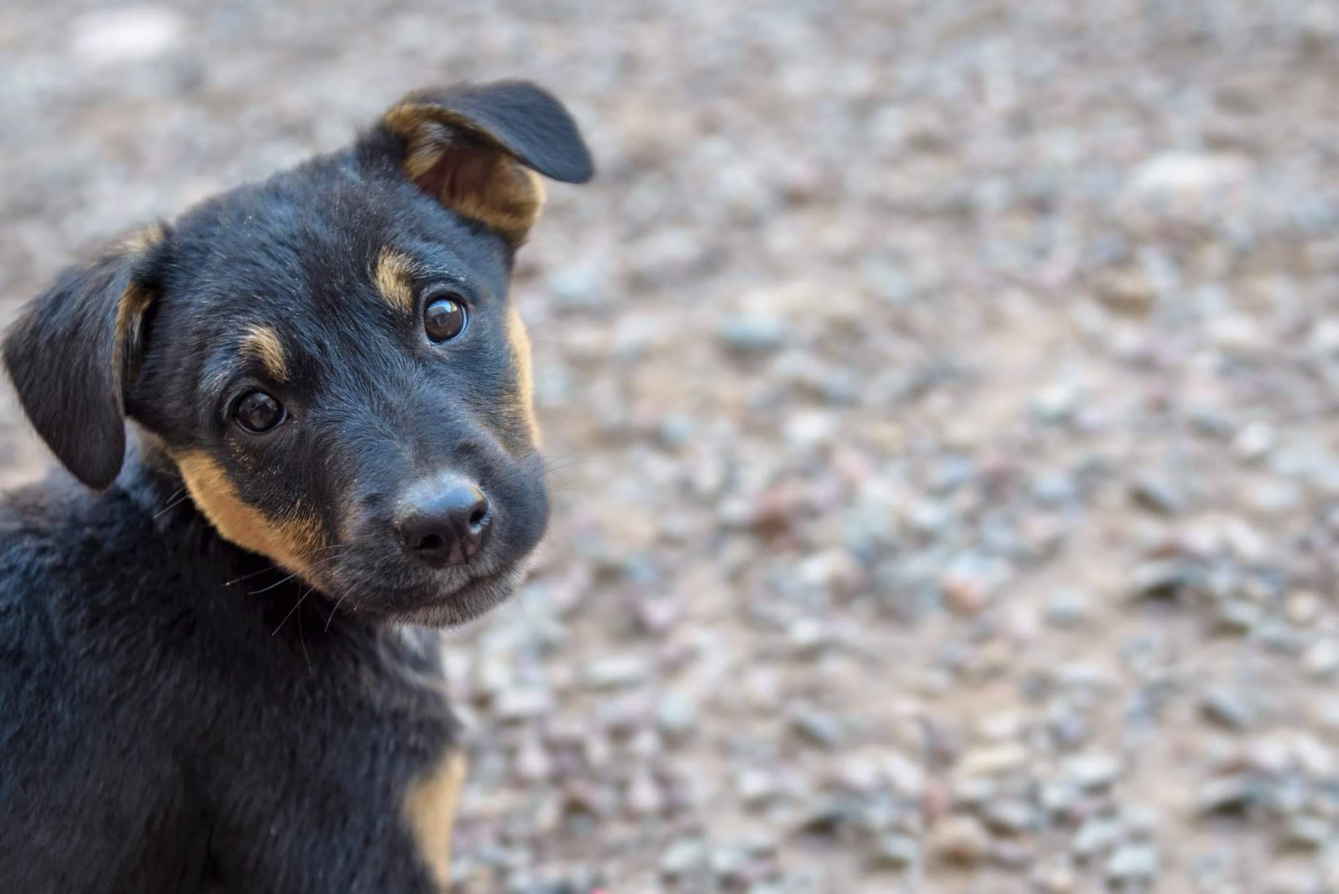 Las ventajas del buscador de animales en adopción Adopta Un Animal
