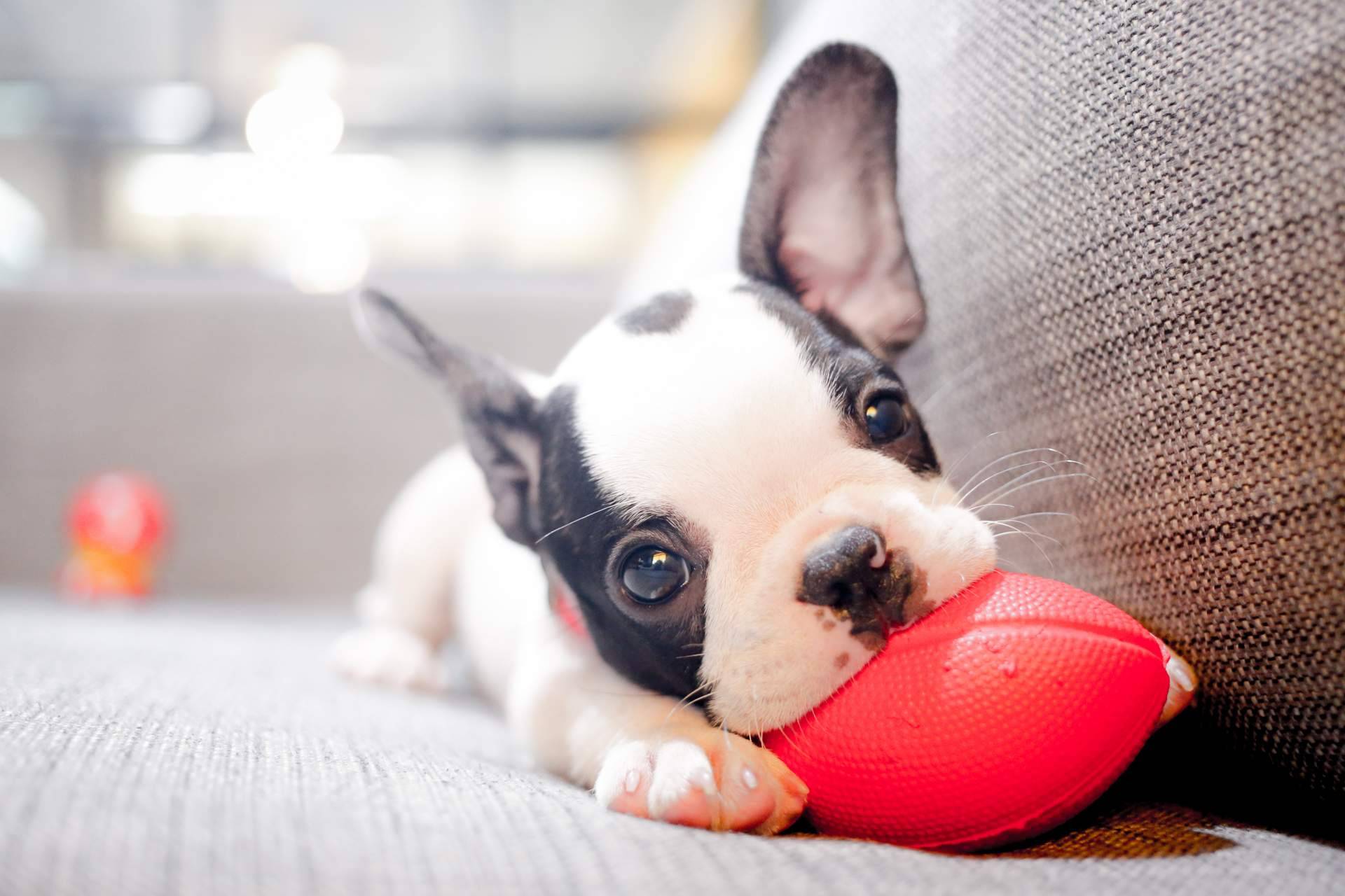 La importancia de comprar cachorros sanos en una tienda de confianza como 101 Cachorros