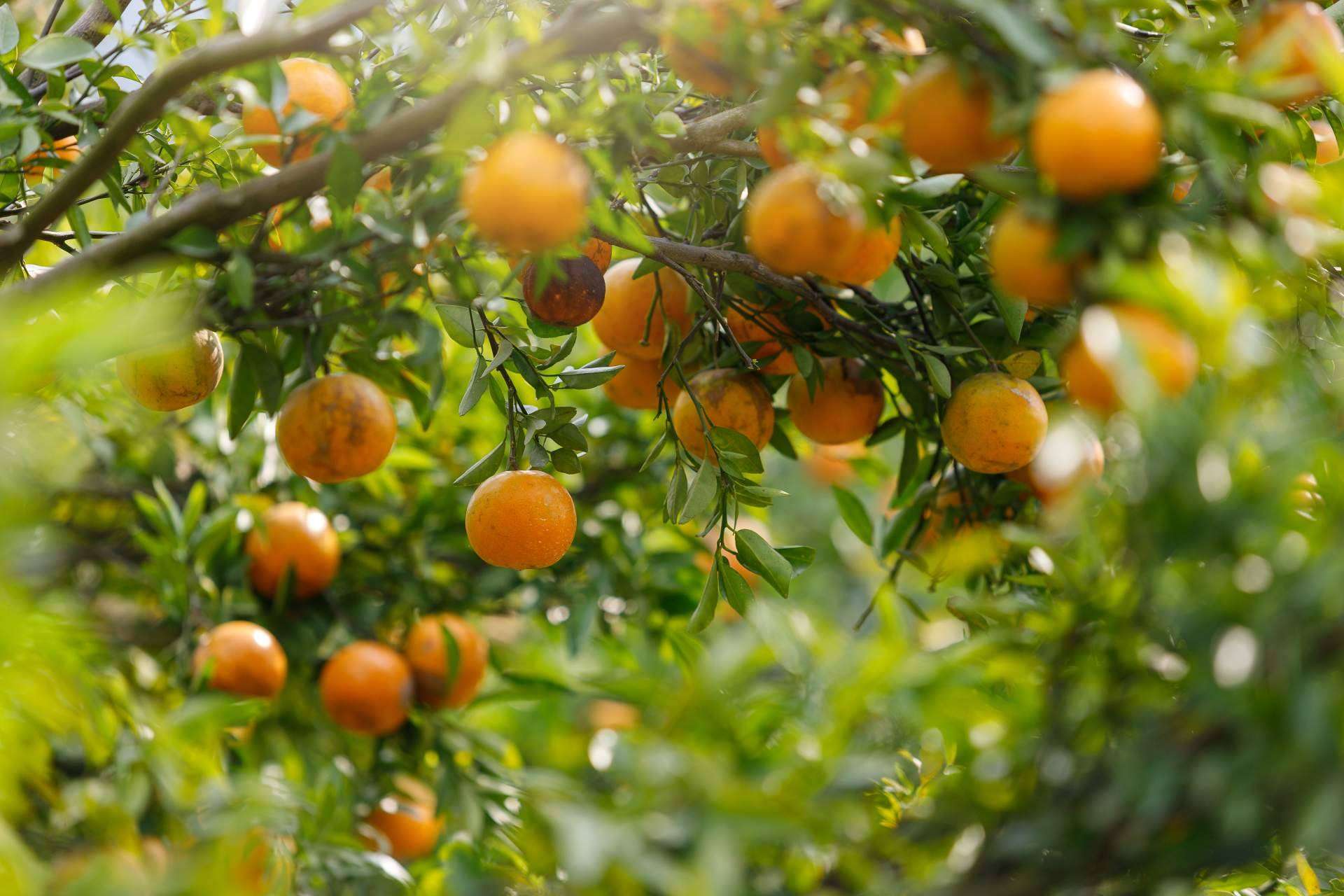 Comprar naranjas de zumo en Finca el Carraixet