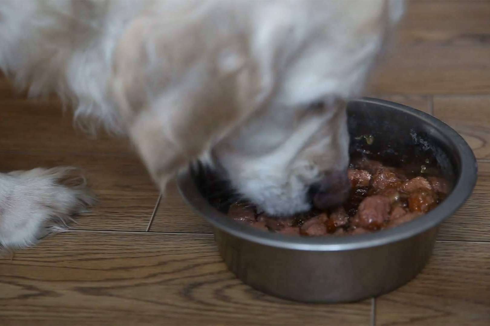 ¿Qué hay que saber sobre las dietas BARF para perros?