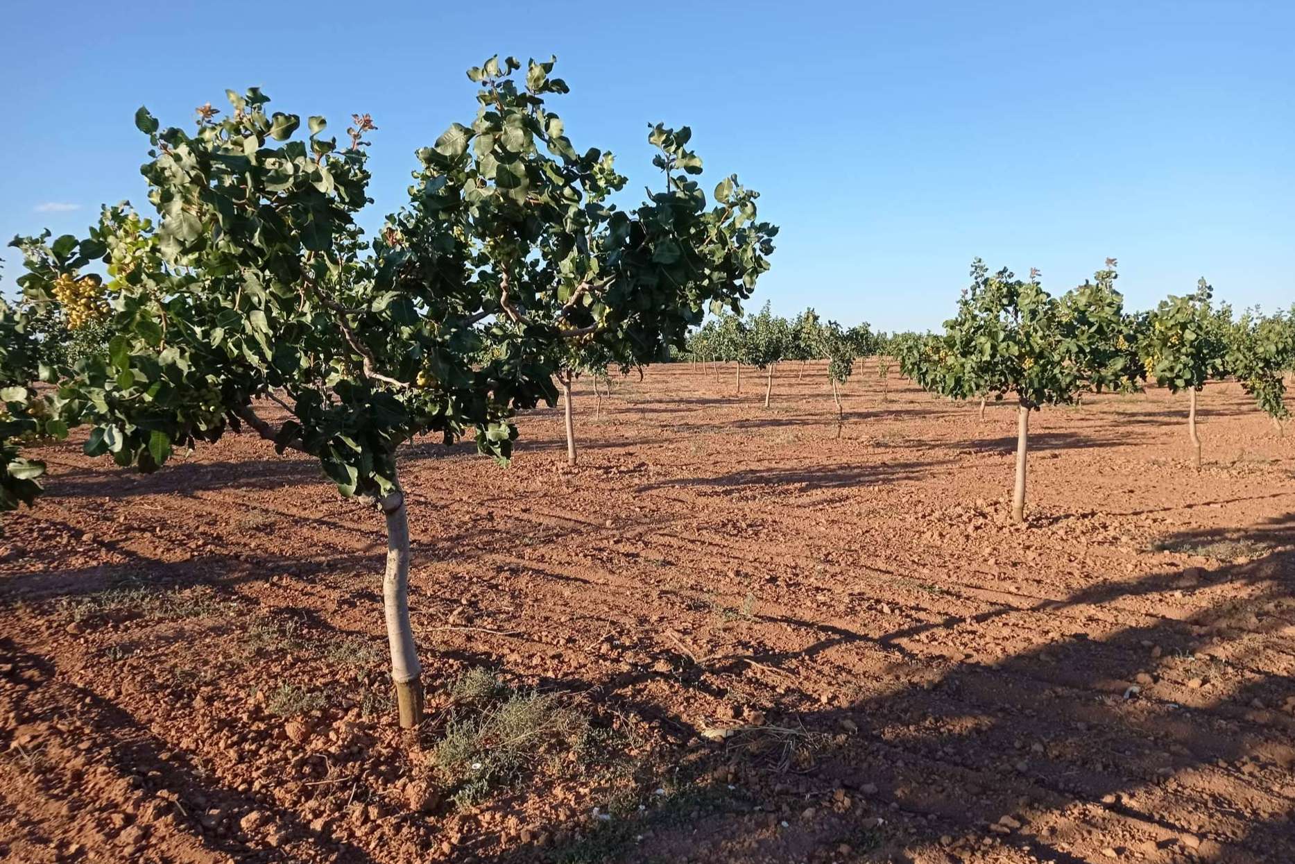 Combatir el despoblamiento rural revalorizando los terrenos rústicos con plantaciones de pistacho, por Gextec