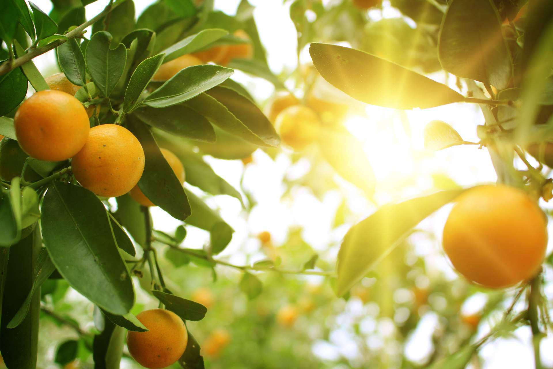Sabor a Naranjas ofrece naranjas completamente naturales en su página web