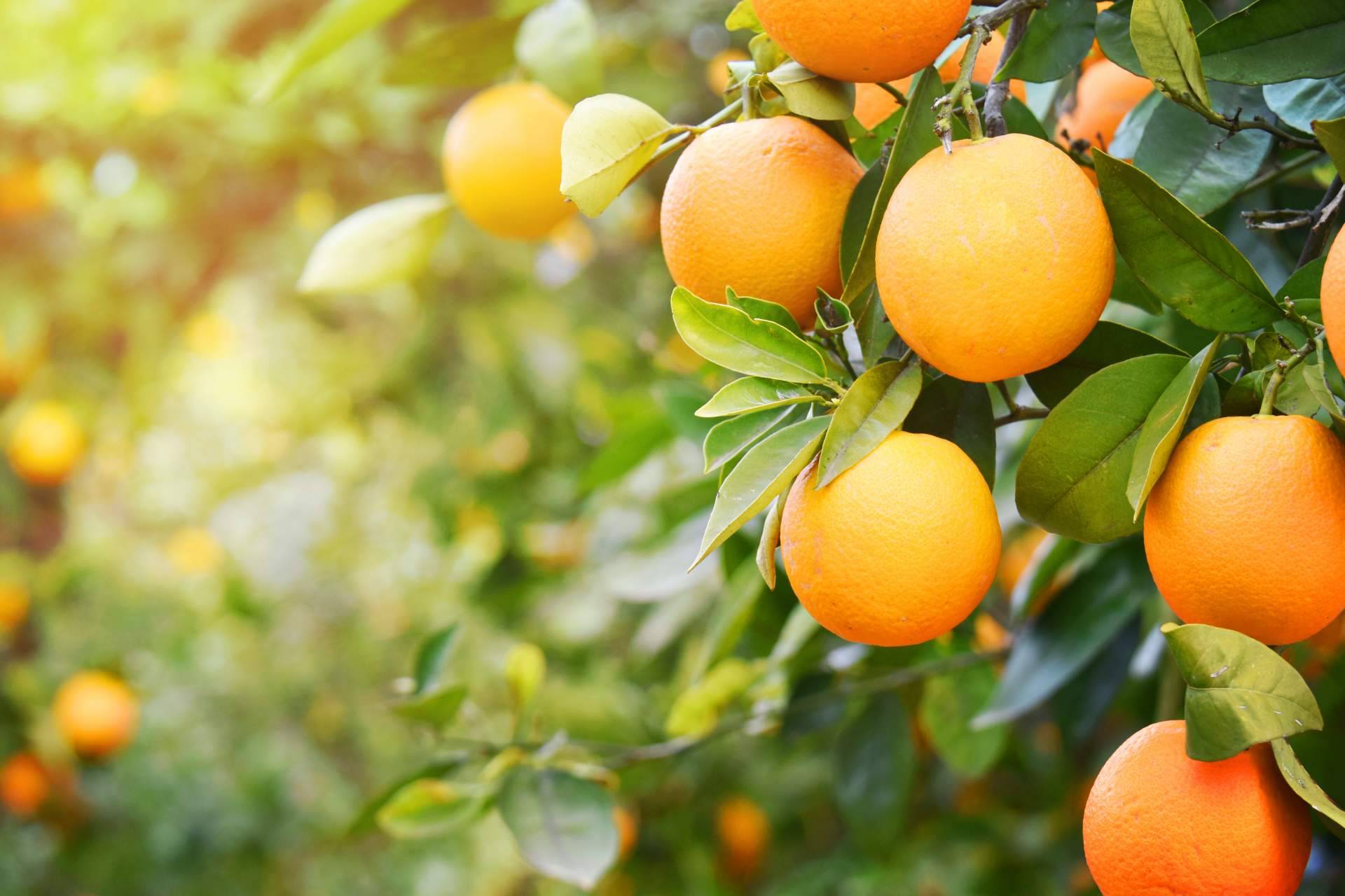 Sabor a Naranjas explica los beneficios de la naranja para la salud