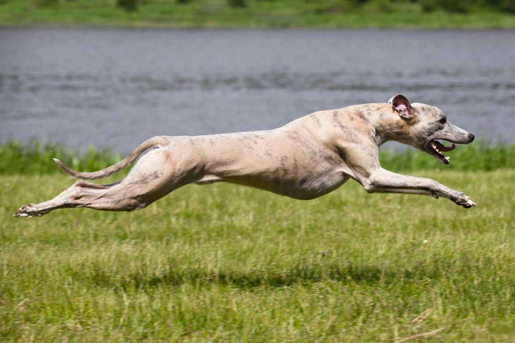 La relevancia de una alimentación adecuada en perros de competición, por Piensos Galacer