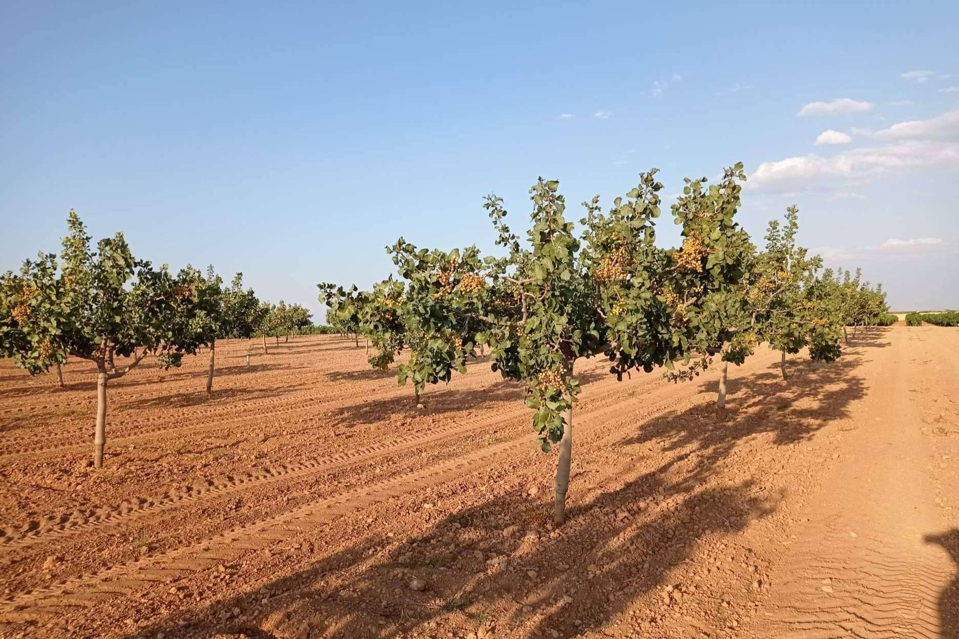 Gextec asesora acerca las plantaciones de pistacho