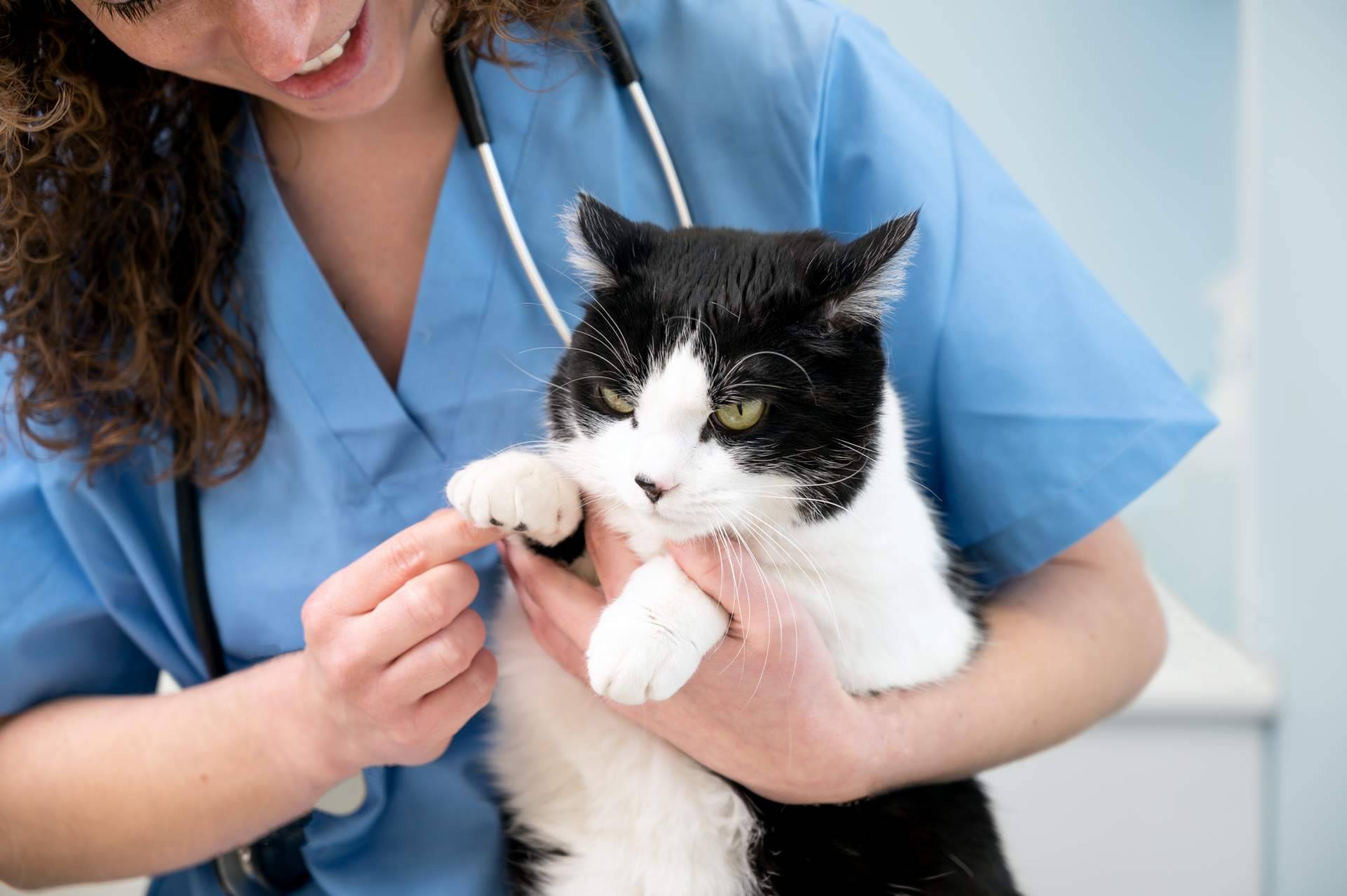 1 Click Vet, el equipo de profesionales veterinarios contrastados