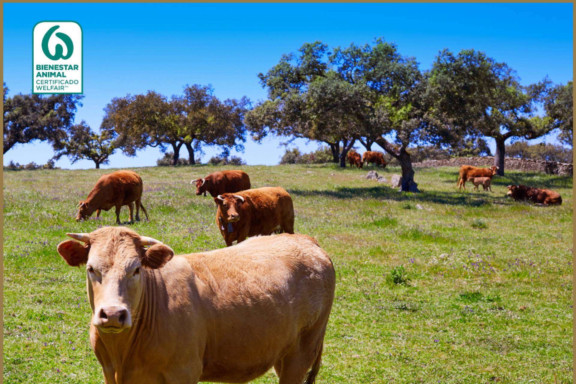 La empresa Ovipor ofrece calidad y tradición en jamones y embutidos 100% ibéricos de bellota