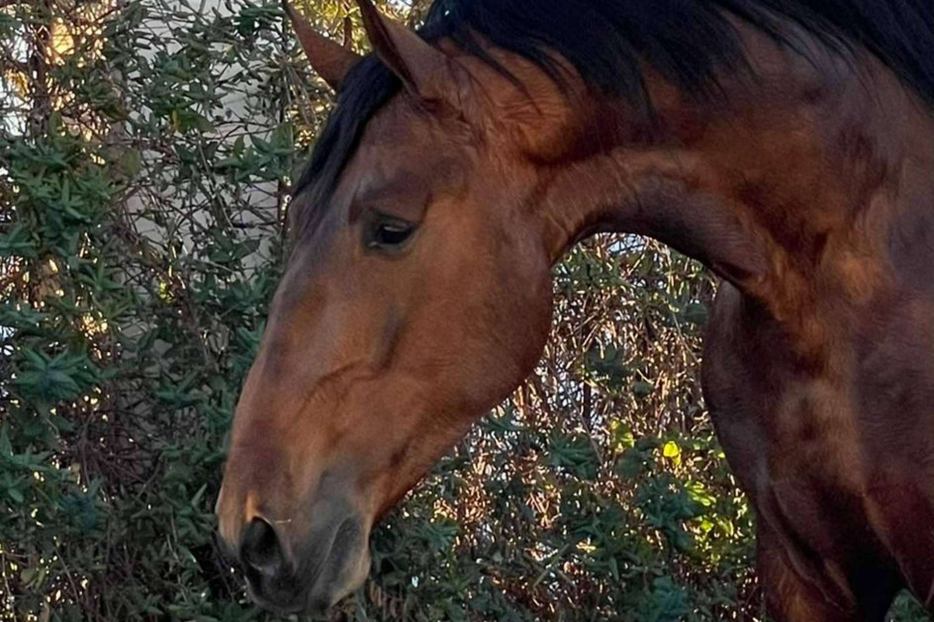 Yeguada La Pajarita es una empresa que se encarga de la venta de caballos en Albacete