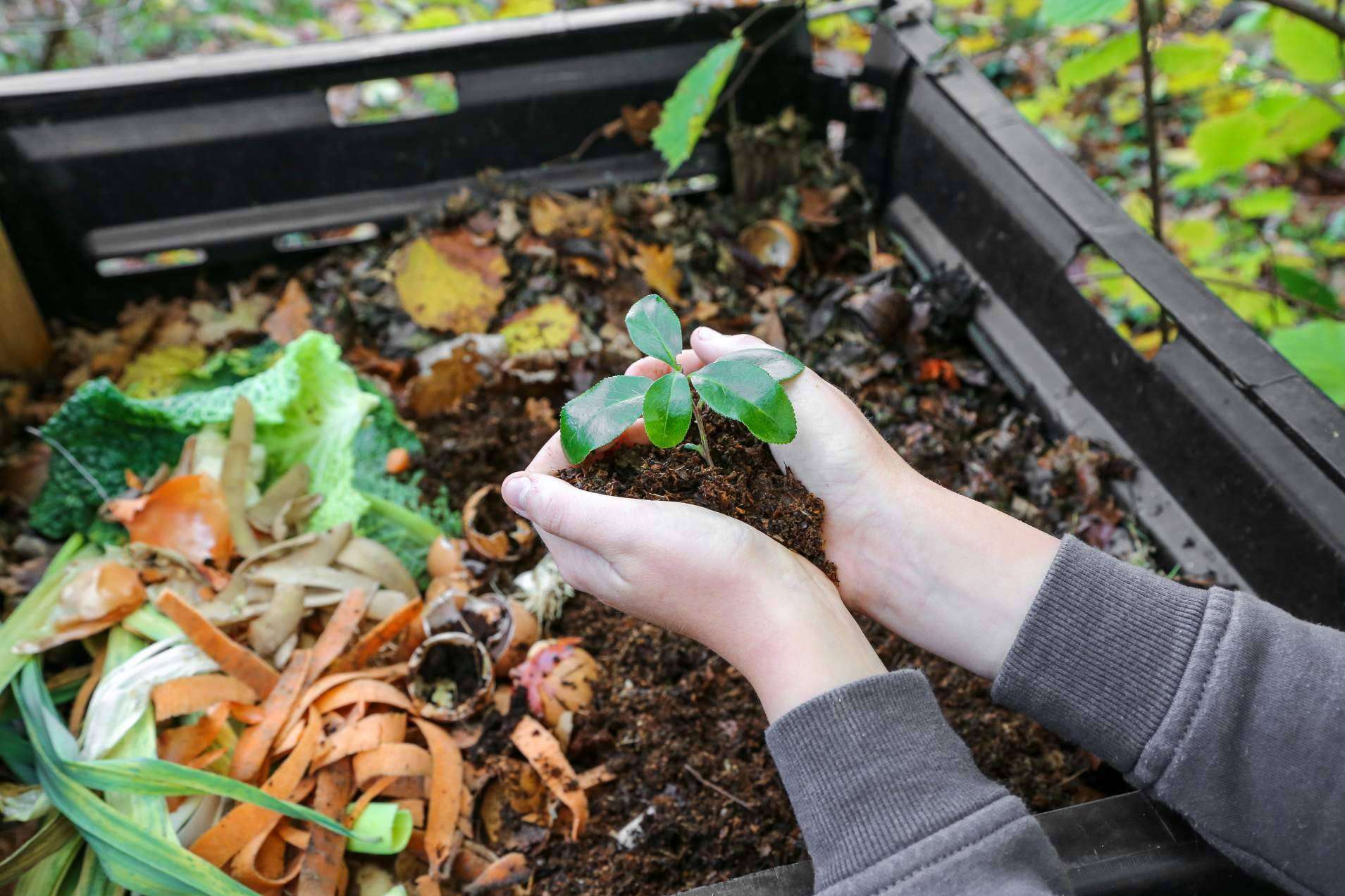 La forma de ayudar al medioambiente desde el jardín de casa