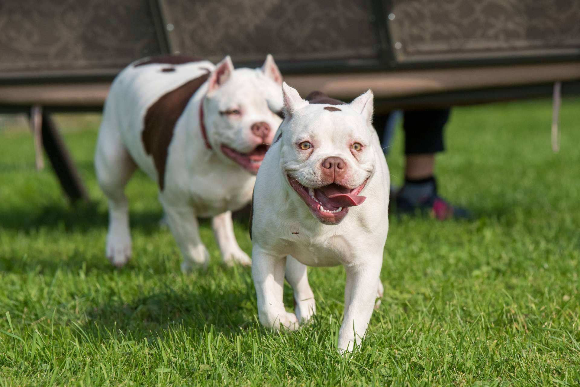 Cachorros de razas de linaje puro y criados en familia por el criadero de perros Cachorros del Valle