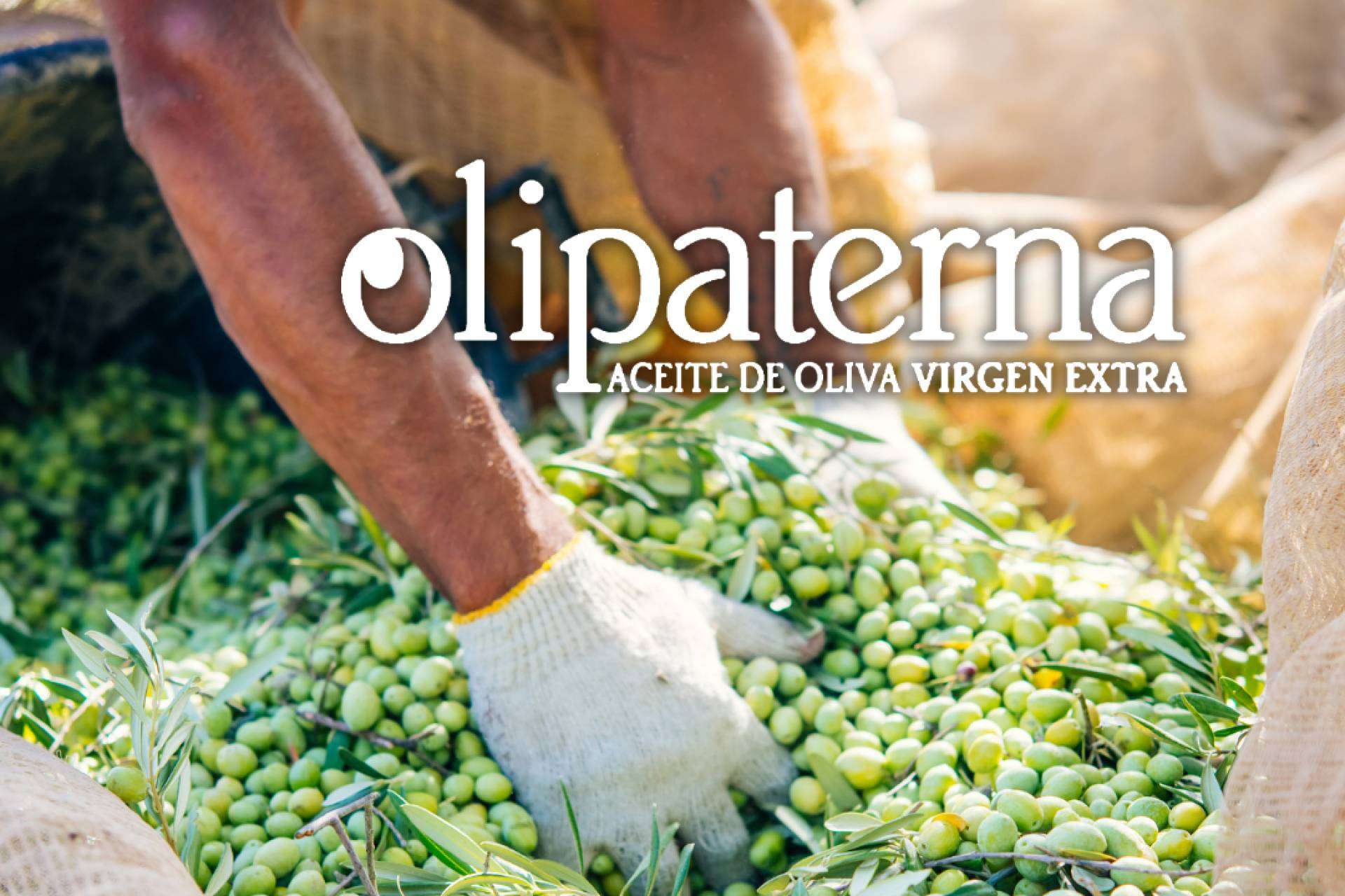Olipaterna enumera las diferencias entre el AOVE y el aceite de oliva virgen