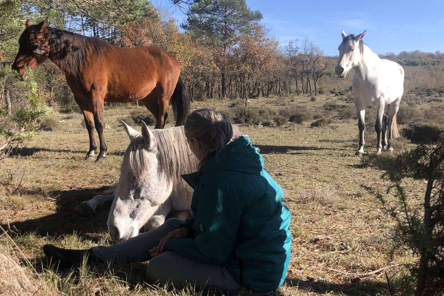 ¿Qué es la PNL asistida con caballos en libertad?, por Aura