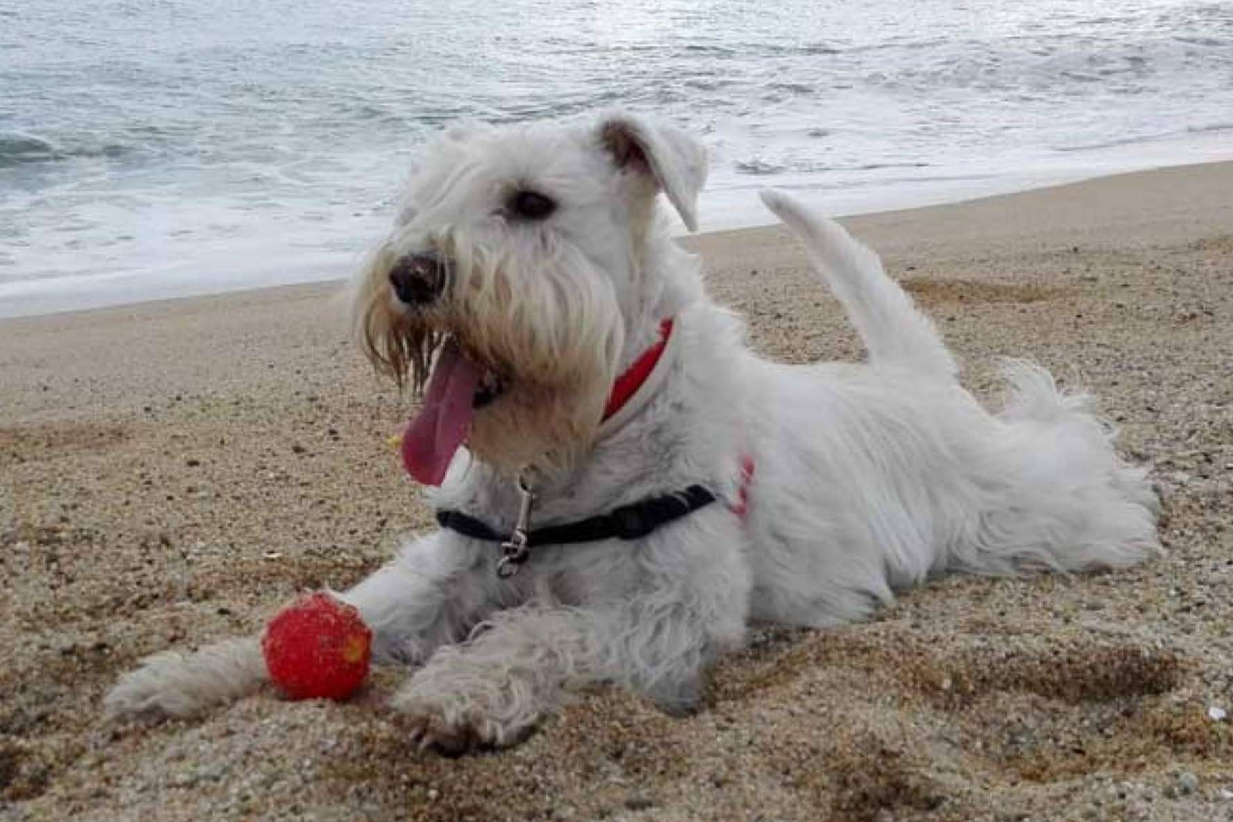 Lucas & Lola ofrece juguetes para perros