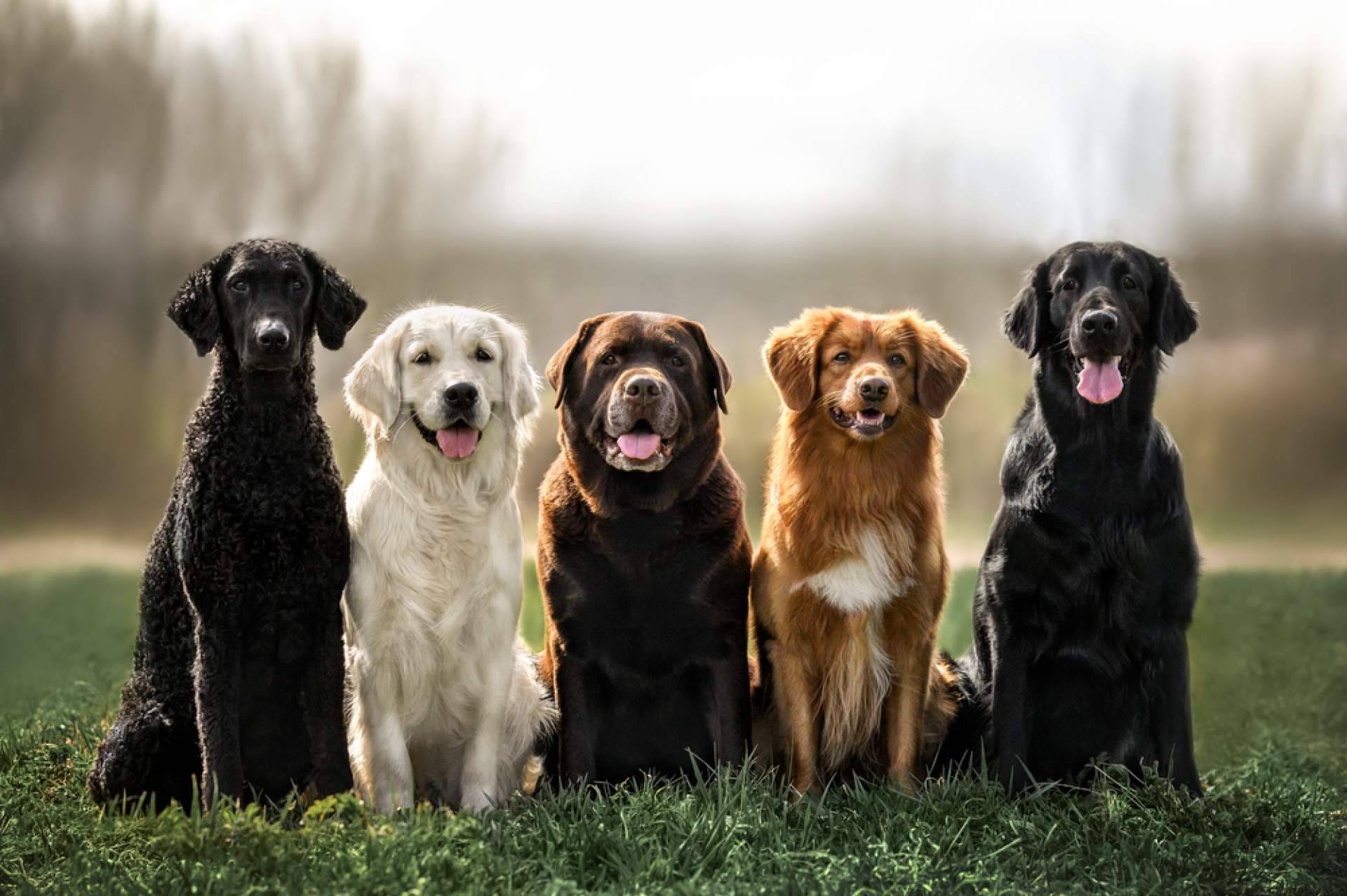 La guardería de día PERROBUENO en Madrid ofrece la oportunidad de ir de vacaciones para perros